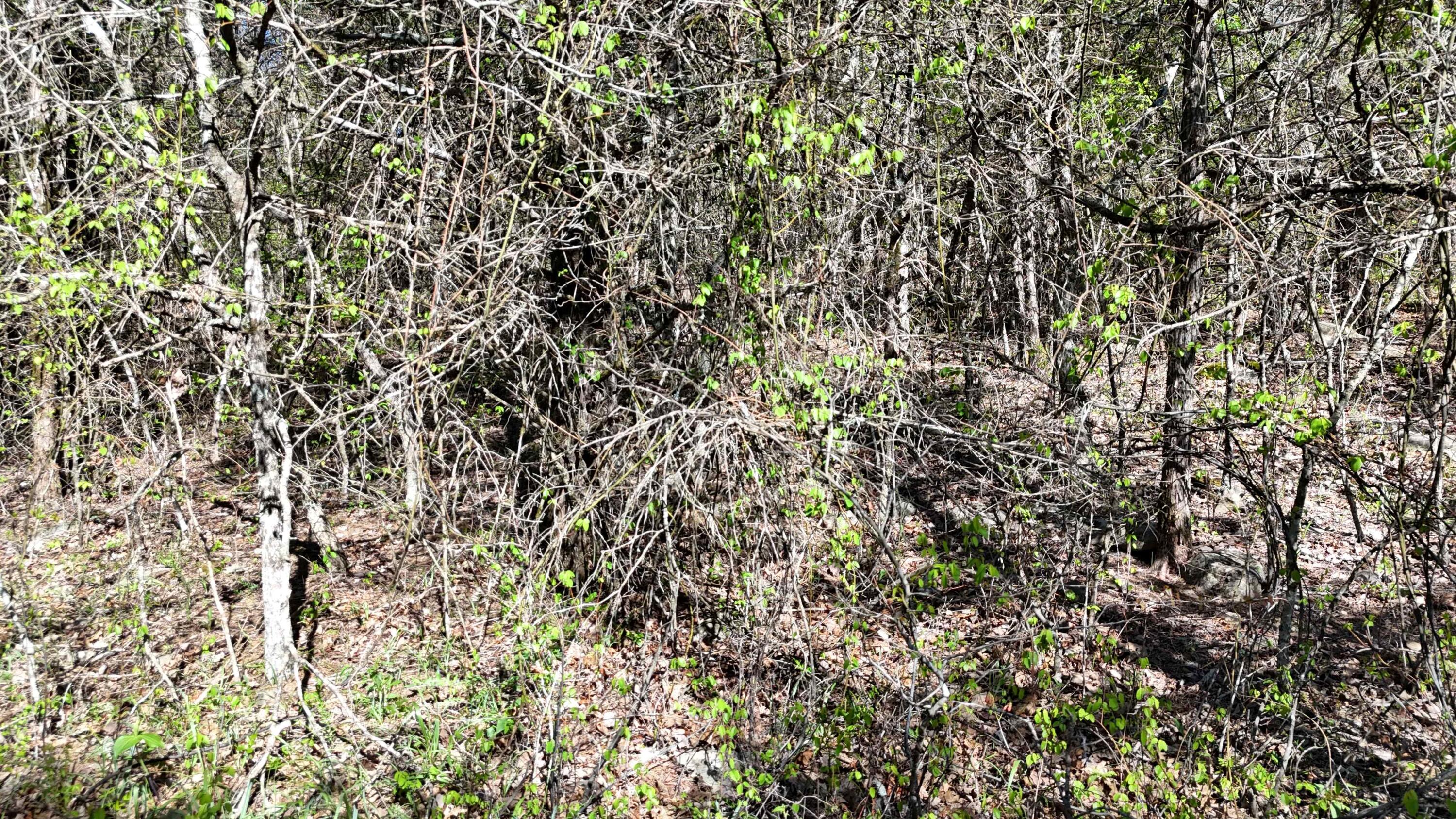 Photo 2 - Land for sale – Lot #50  Gumbo Woods   Shell Knob, MO