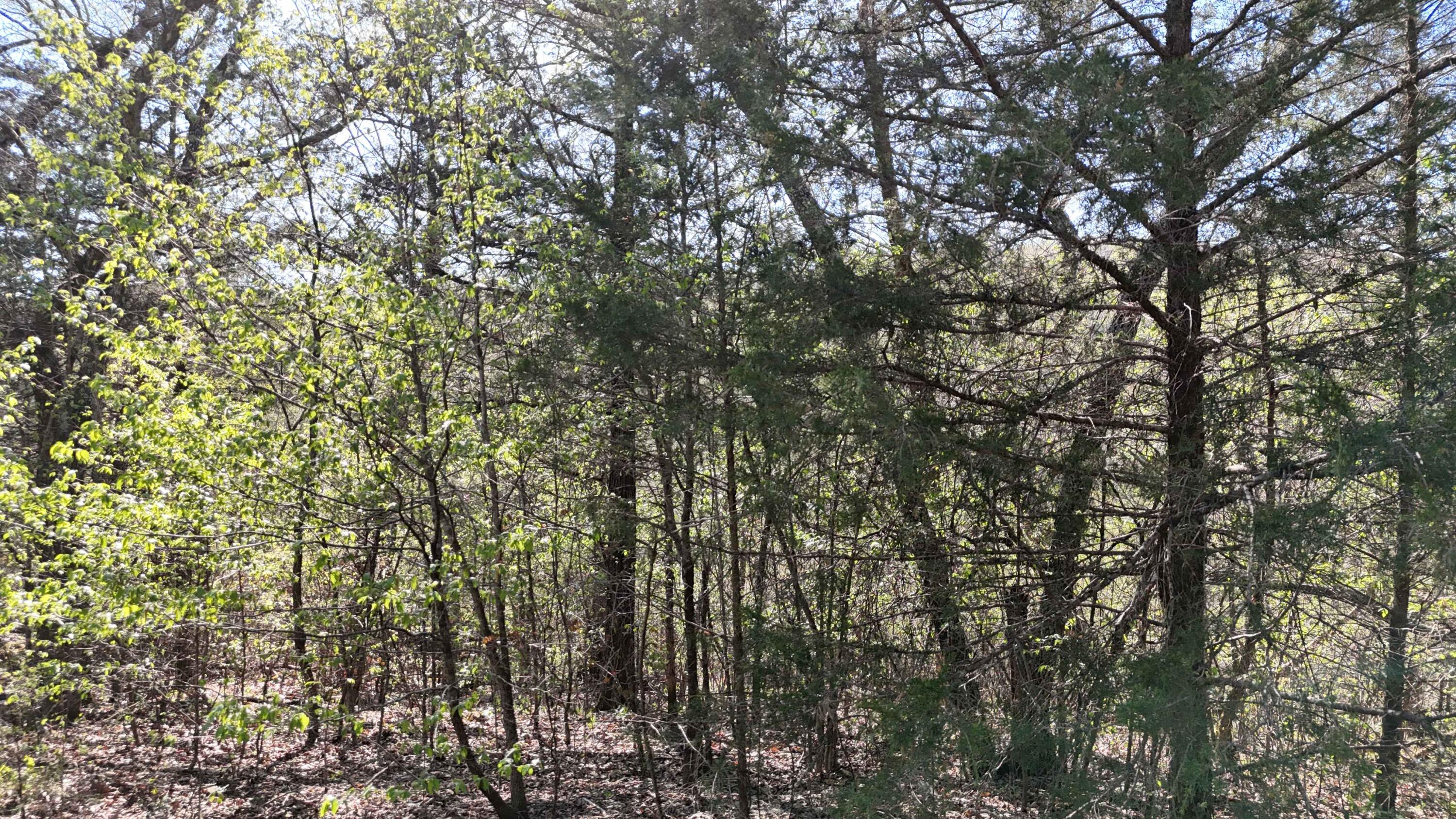 Photo 3 - Land for sale – Lot #94  Gumbo Woods   Shell Knob, MO