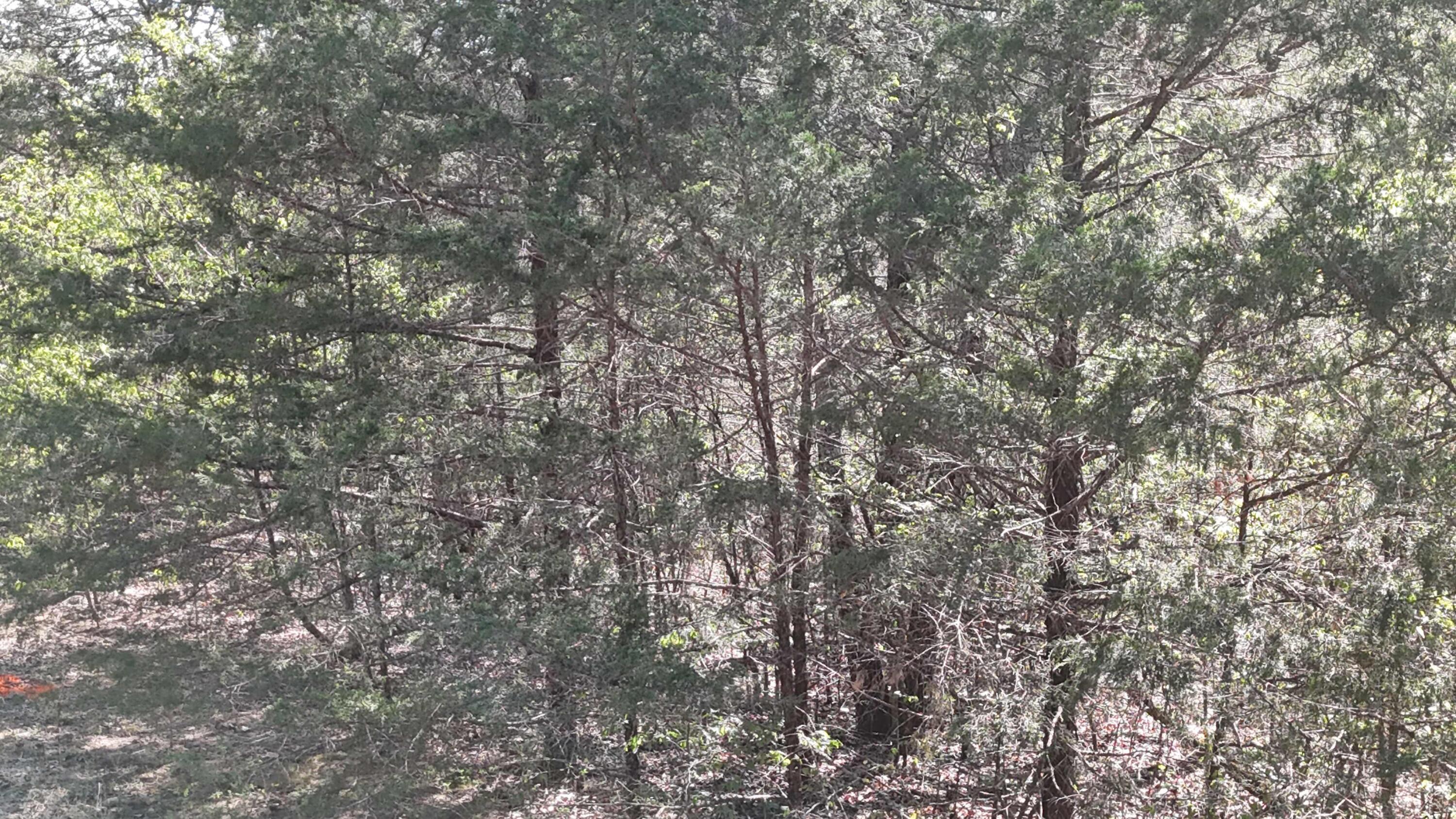 Photo 4 - Land for sale – Lot #94  Gumbo Woods   Shell Knob, MO