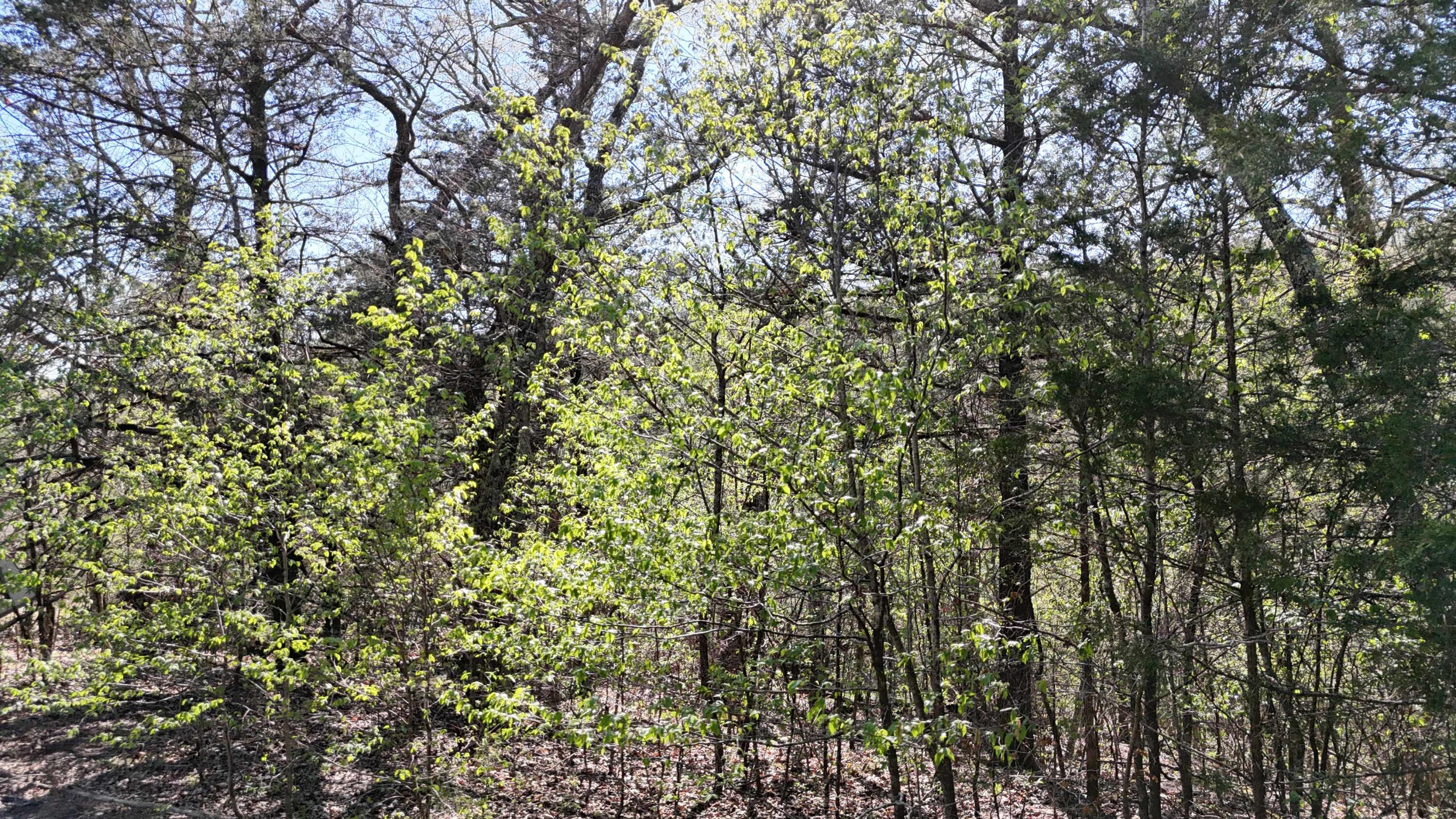 Land for sale – Lot #94  Gumbo Woods   Shell Knob, MO