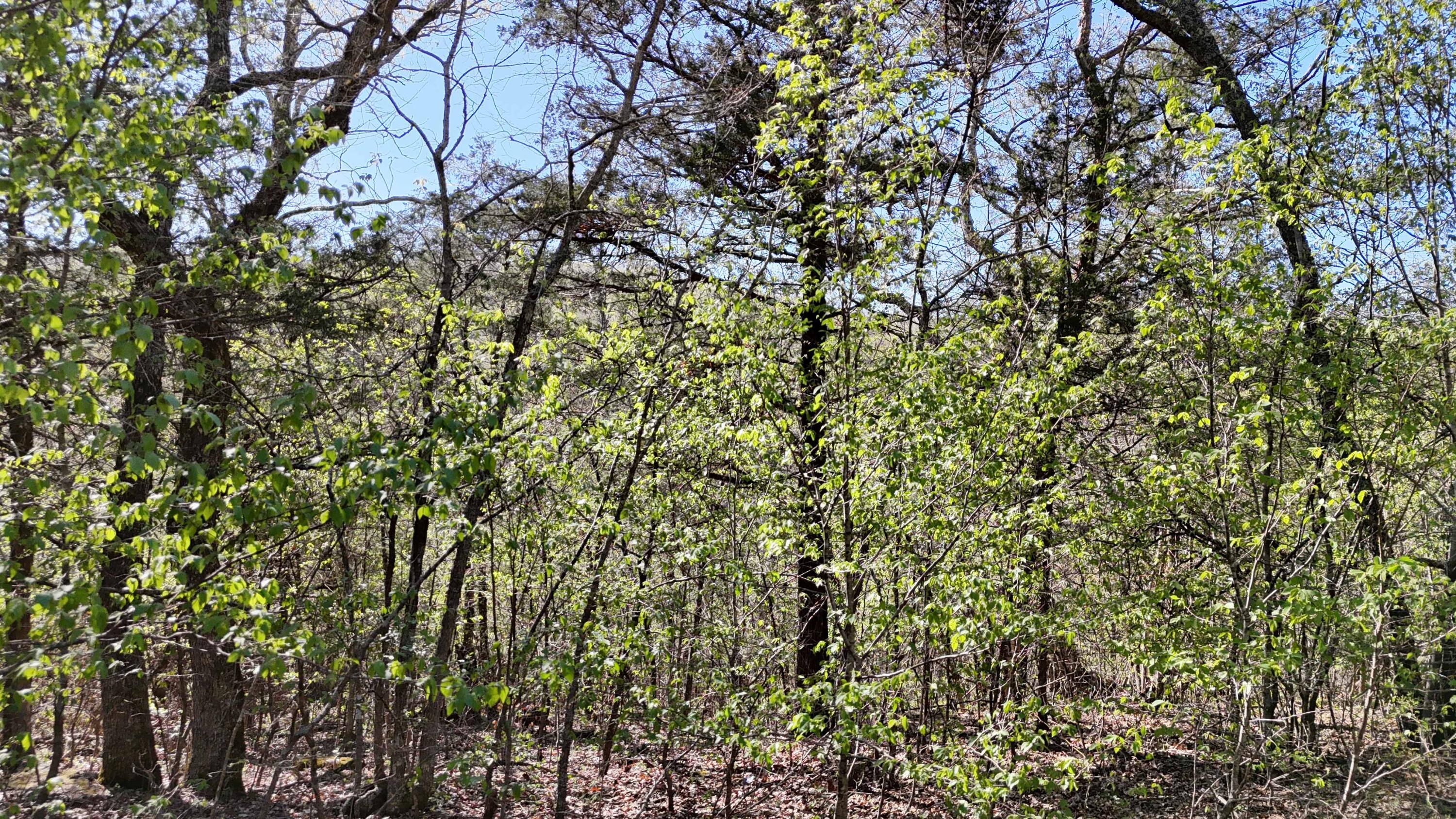 Photo 2 - Land for sale – Lot #94  Gumbo Woods   Shell Knob, MO