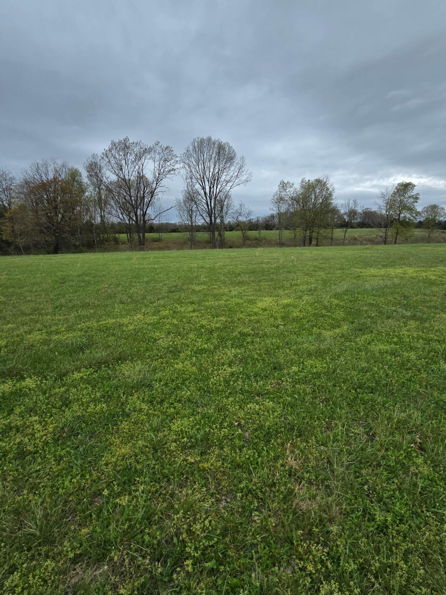 Photo 2 - Land for sale – 000  Adams Lane   Rogersville, MO