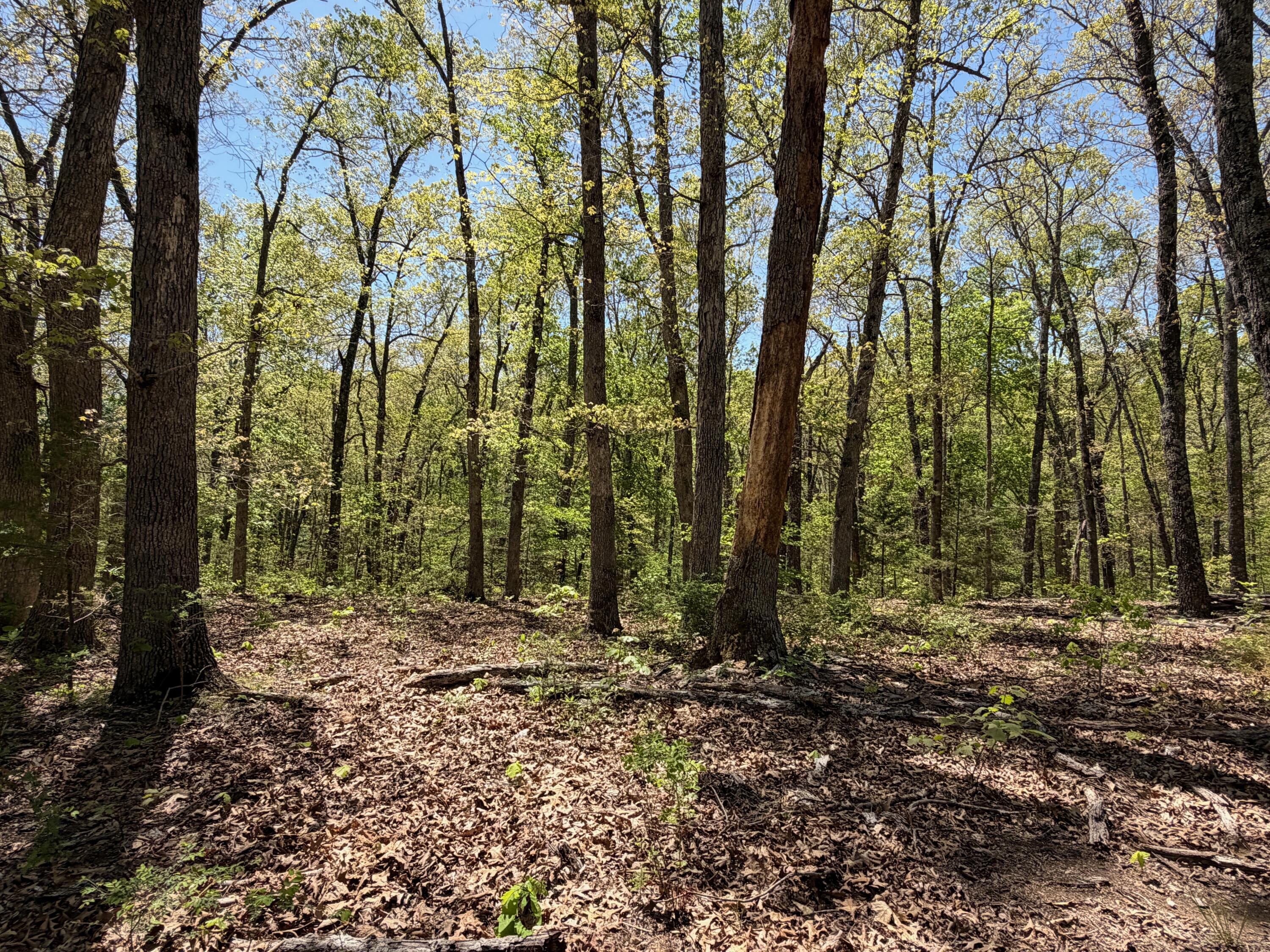 Photo 8 - Land for sale – 000  Corner Road  Rogersville, MO