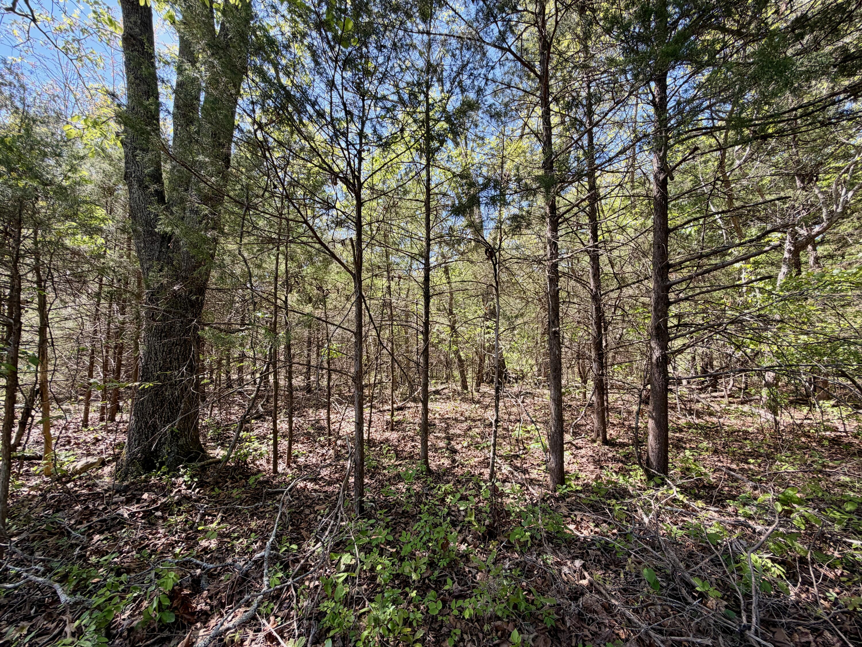 Photo 7 - Land for sale – 000  Corner Road  Rogersville, MO