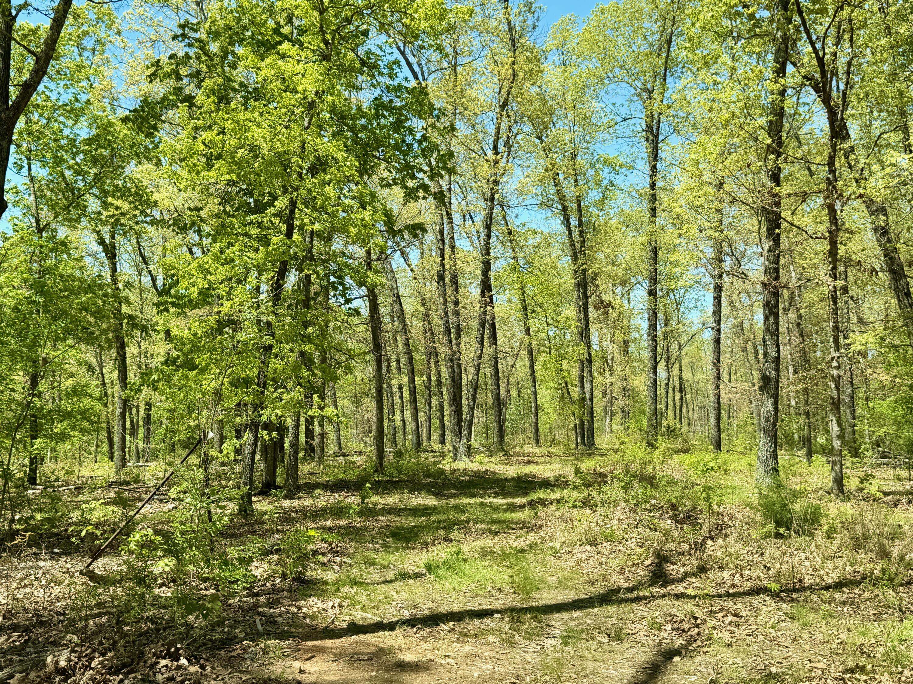 Photo 9 - Land for sale – 000  Corner Road  Rogersville, MO