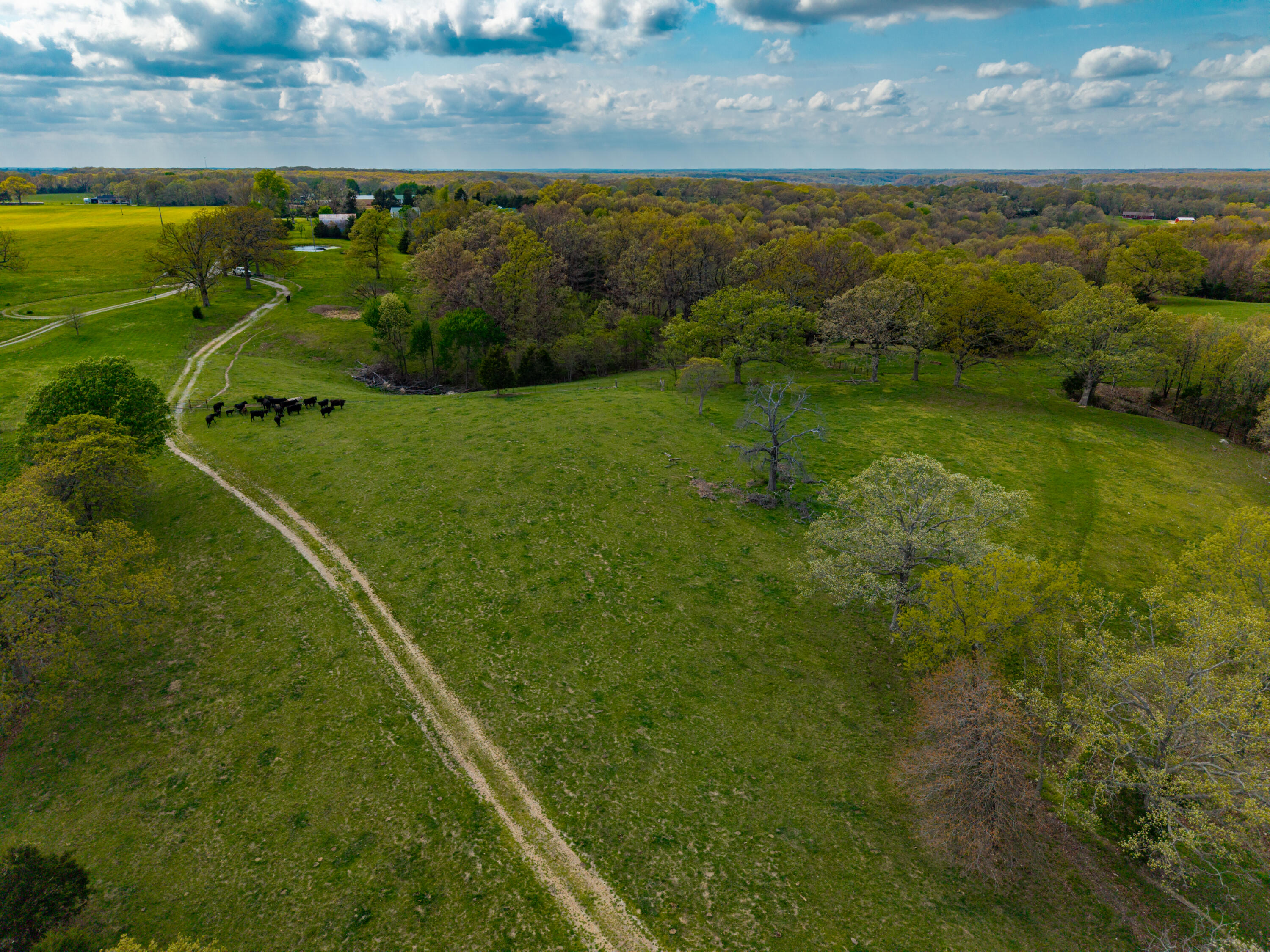 Photo 4 - Land for sale – 382  Iorg Lane  Sparta, MO