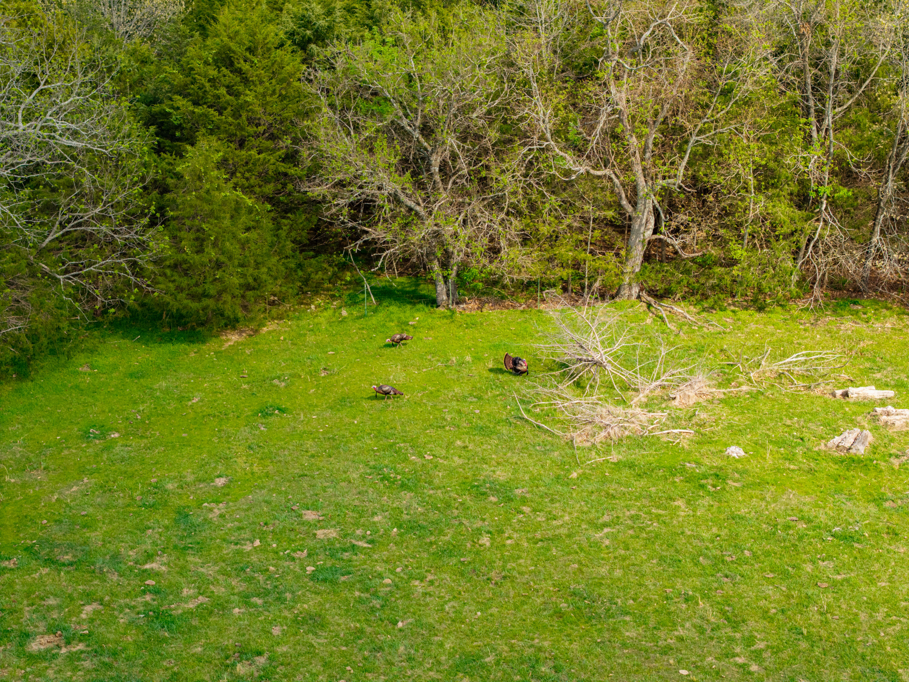 Photo 19 - Land for sale – 382  Iorg Lane  Sparta, MO