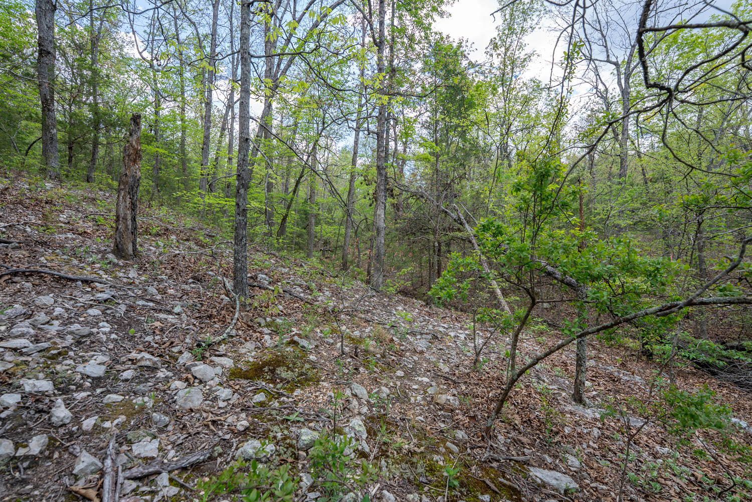 Photo 14 - Land for sale – 000  Fife Lane  Mountain Home, AR