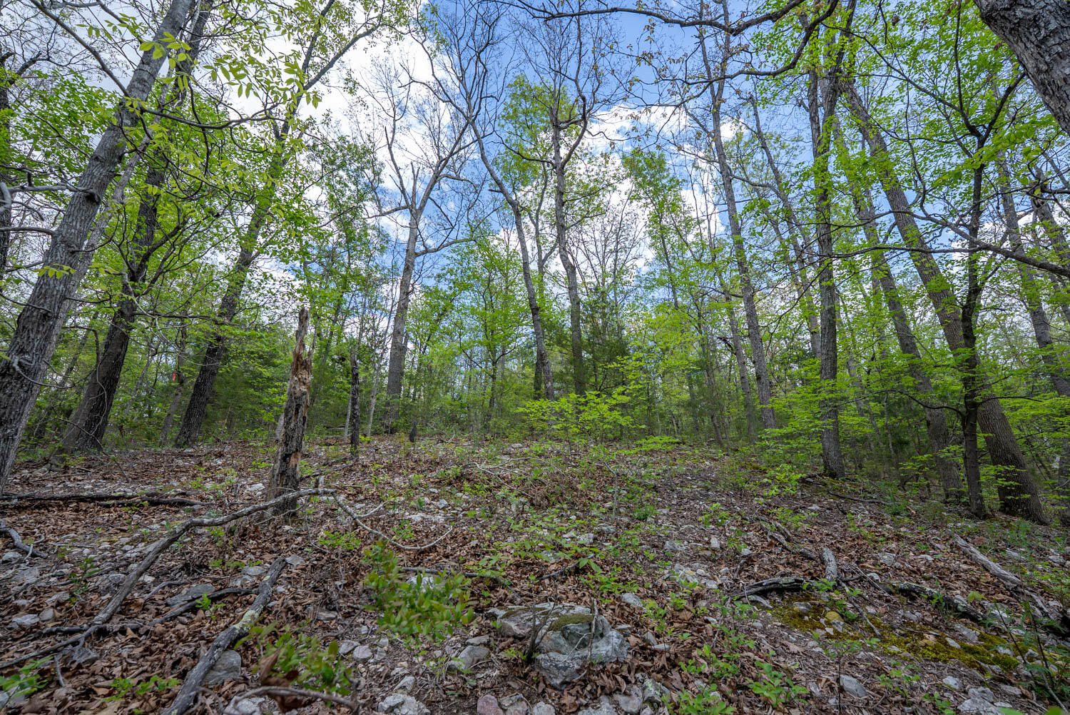 Photo 13 - Land for sale – 000  Fife Lane  Mountain Home, AR