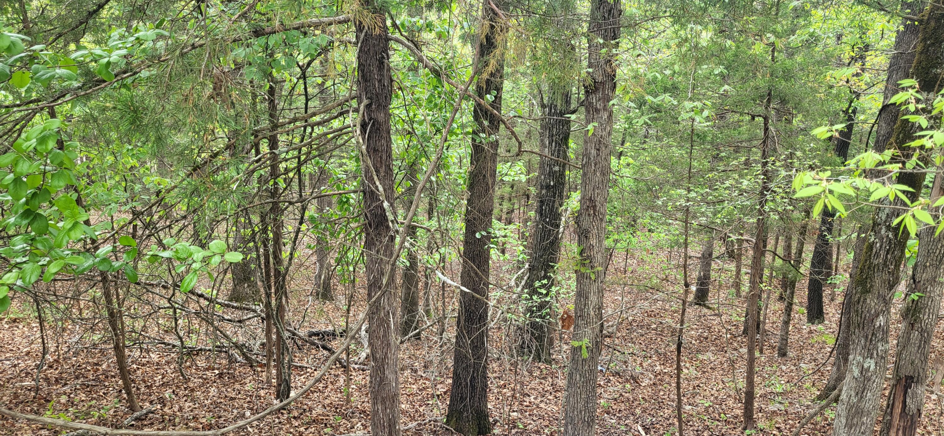 Photo 2 - Land for sale – 000  Cedar Lane  Rockaway Beach, MO