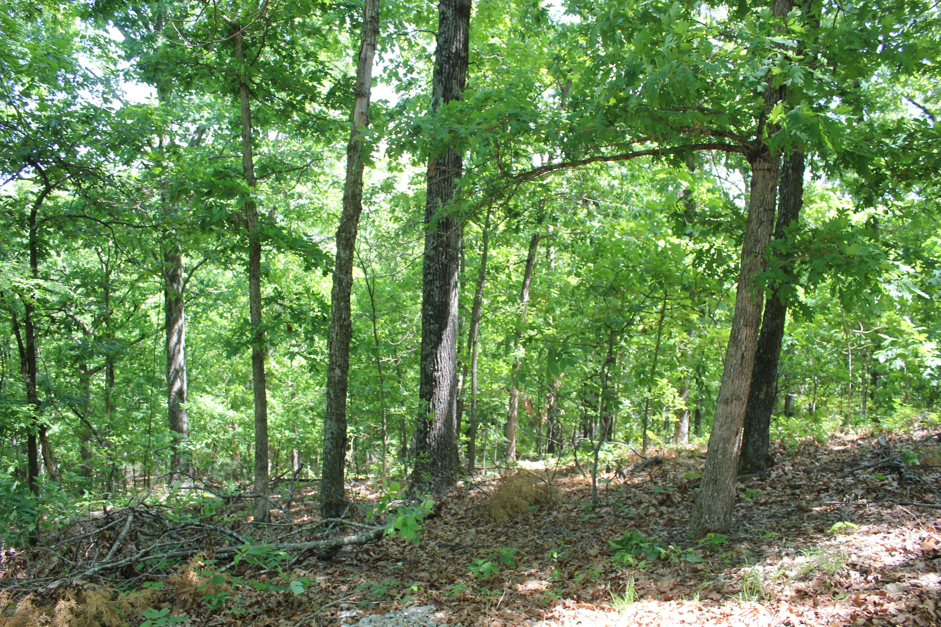 Photo 15 - Land for sale – 000  Mckenzie Court  Lampe, MO