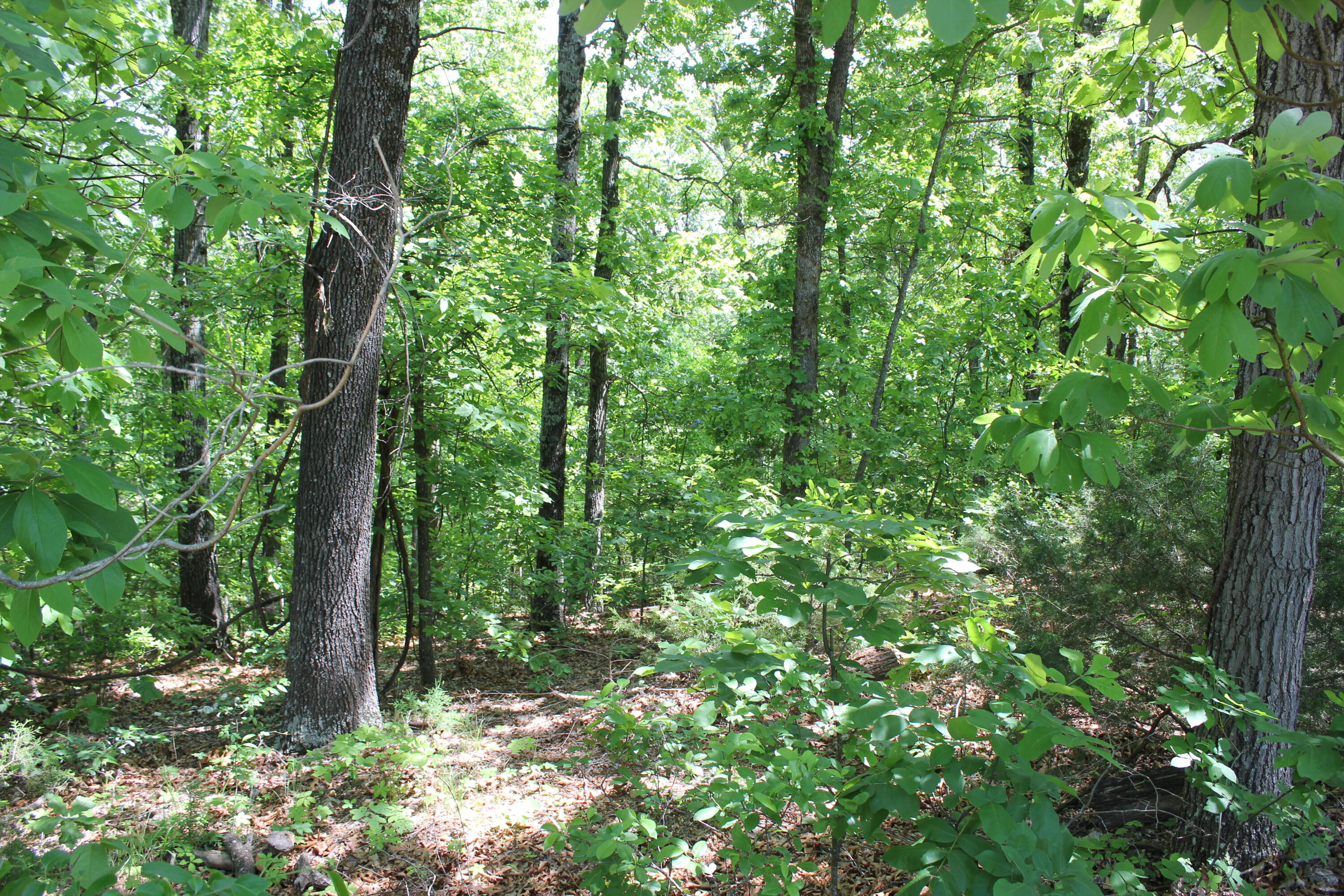 Photo 11 - Land for sale – 000  Mckenzie Court  Lampe, MO
