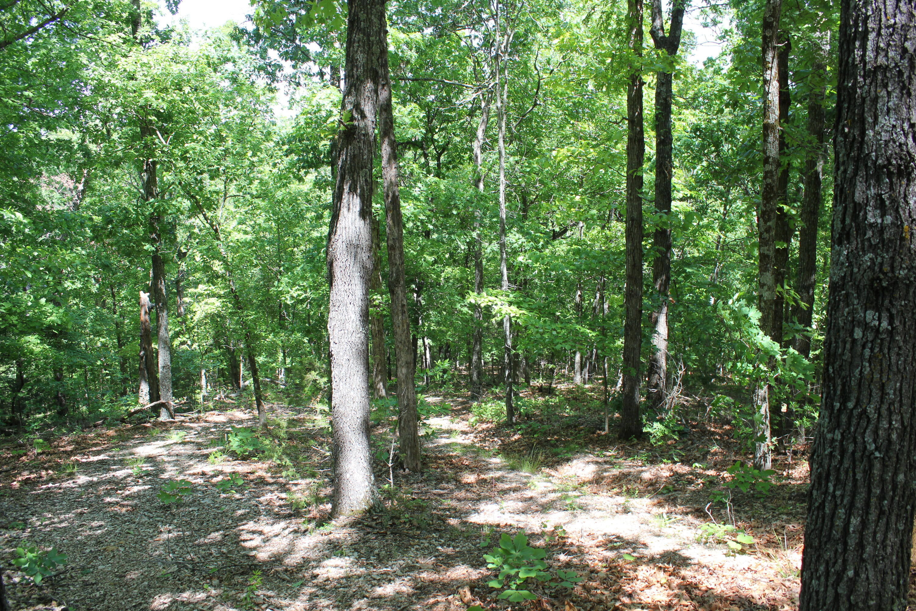 Photo 14 - Land for sale – 000  Mckenzie Court  Lampe, MO