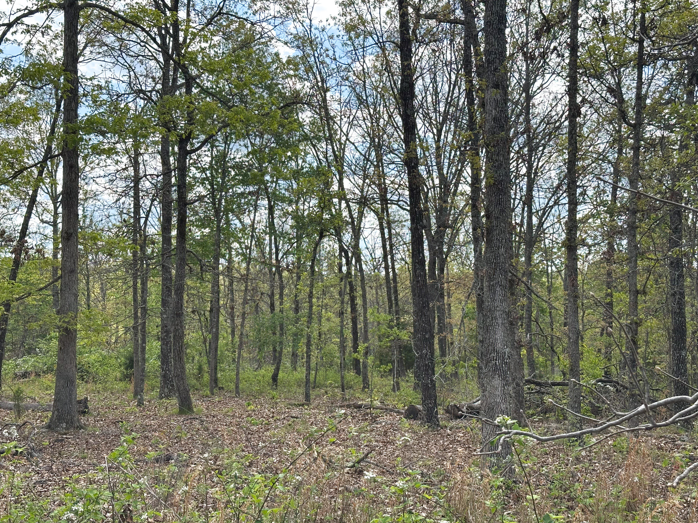 Photo 57 - Farm for sale – 4420  State Route Dd   Willow Springs, MO