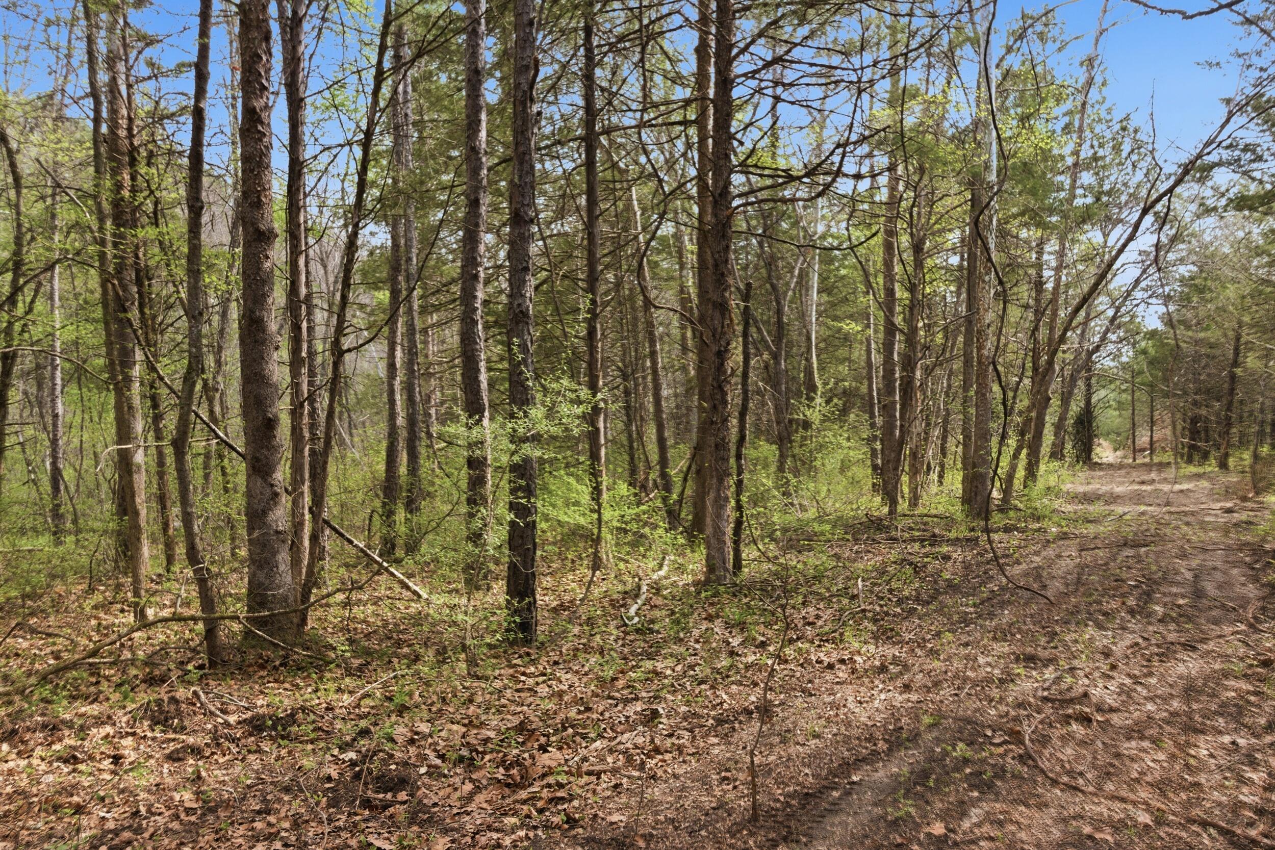 Photo 73 - Land for sale – 000  Highway 32   Licking, MO