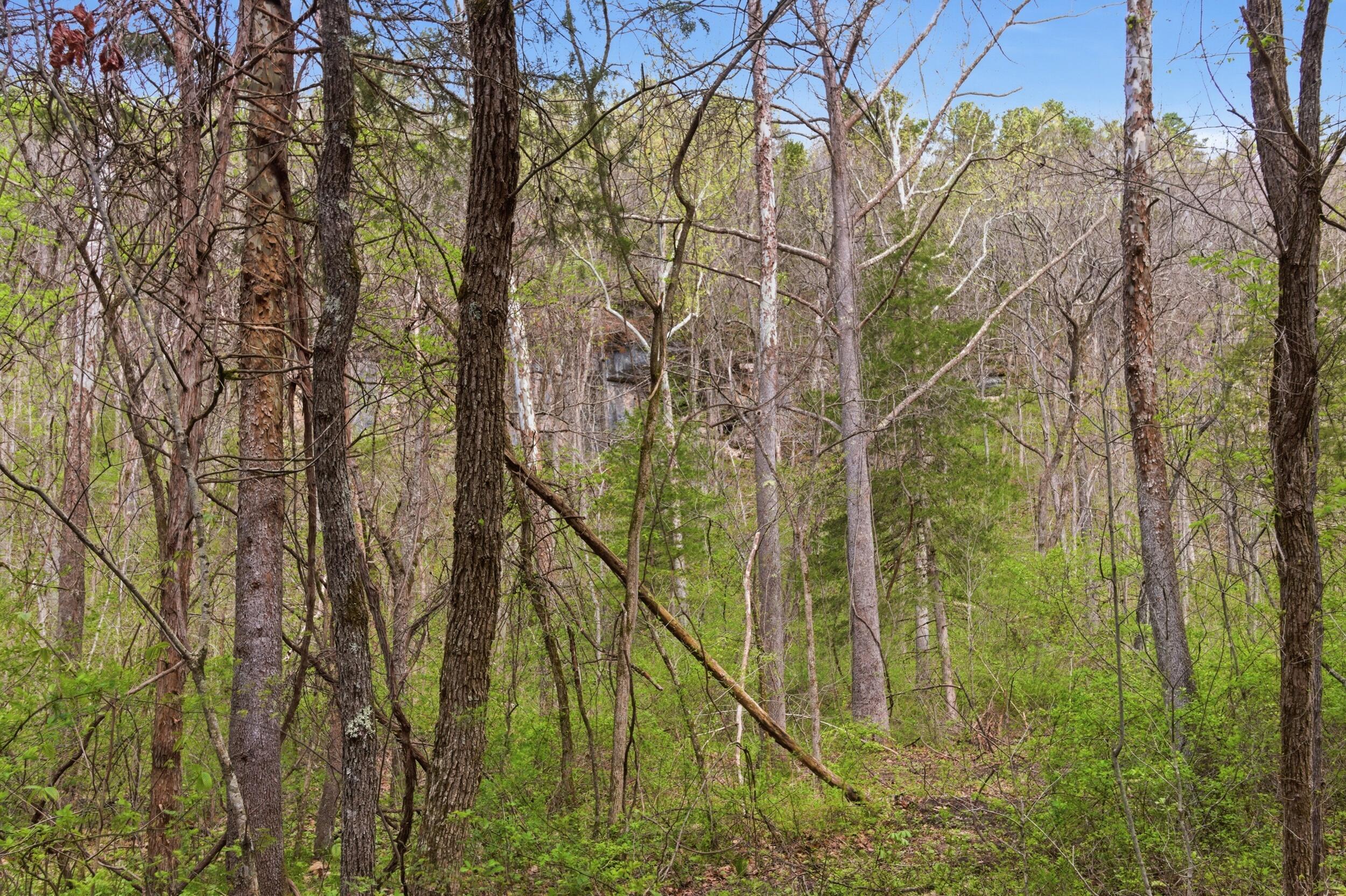 Photo 70 - Land for sale – 000  Highway 32   Licking, MO