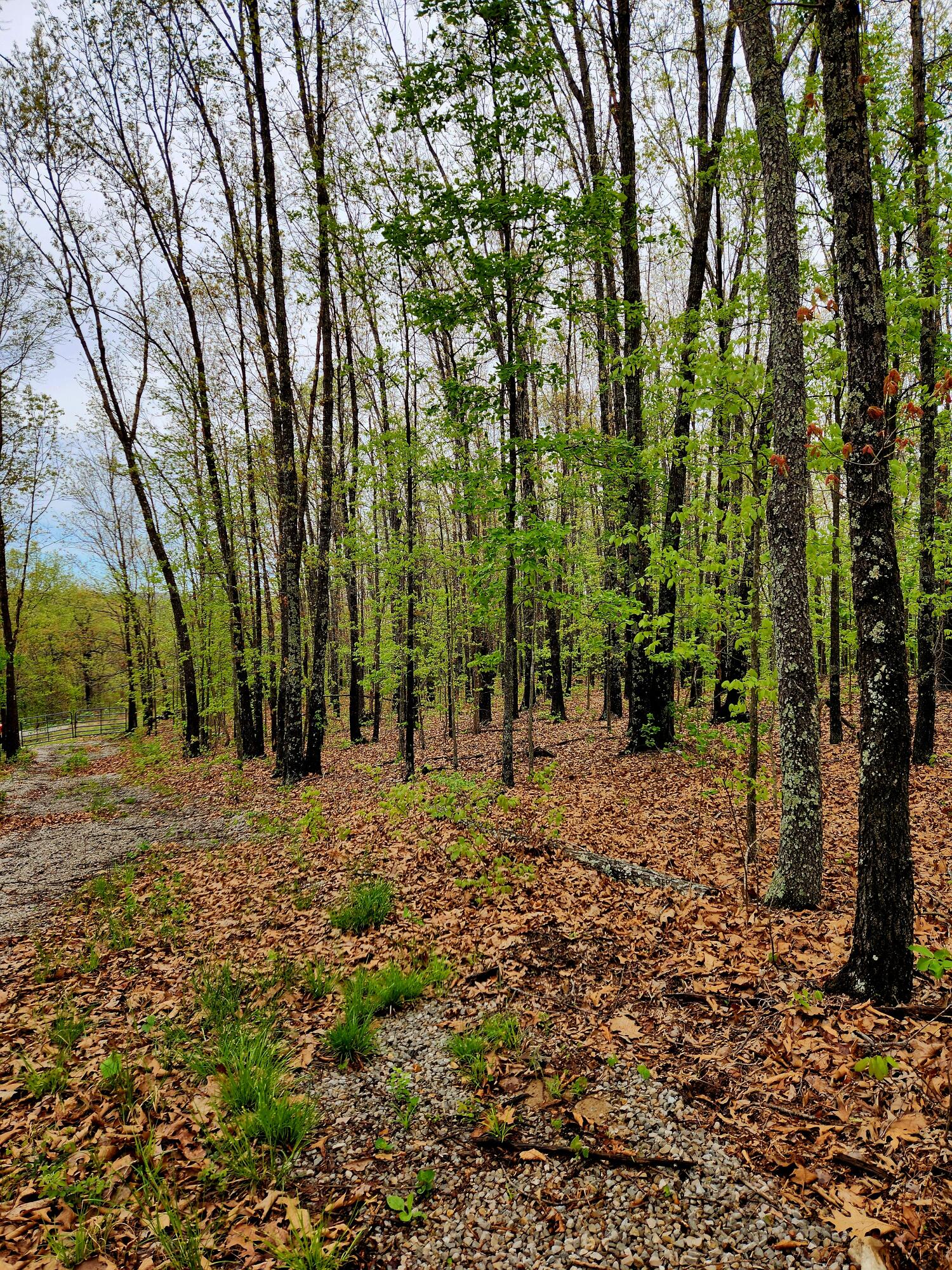 Photo 3 - Land for sale – 000  State Highway O   Ava, MO