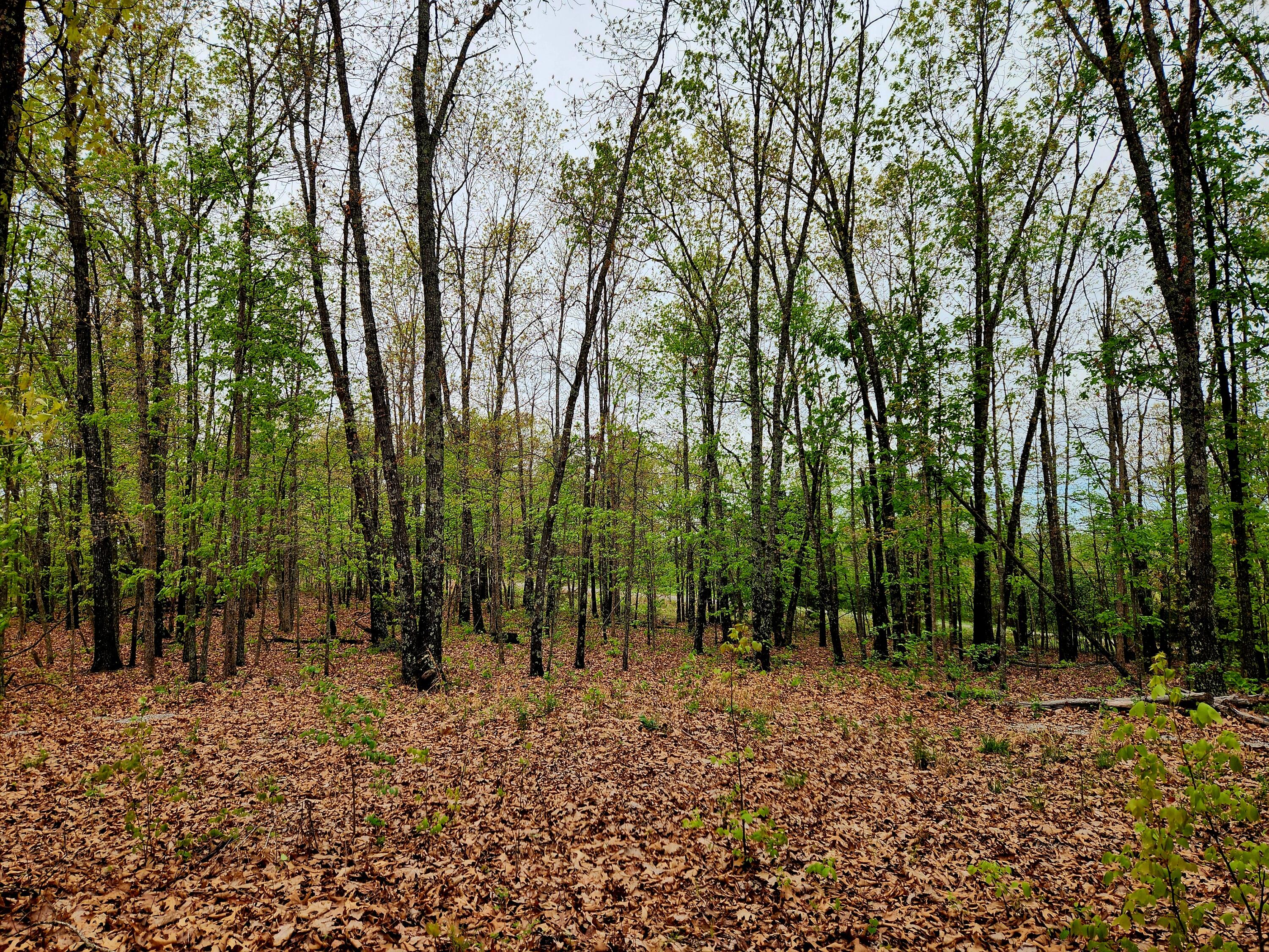 Photo 2 - Land for sale – 000  State Highway O   Ava, MO