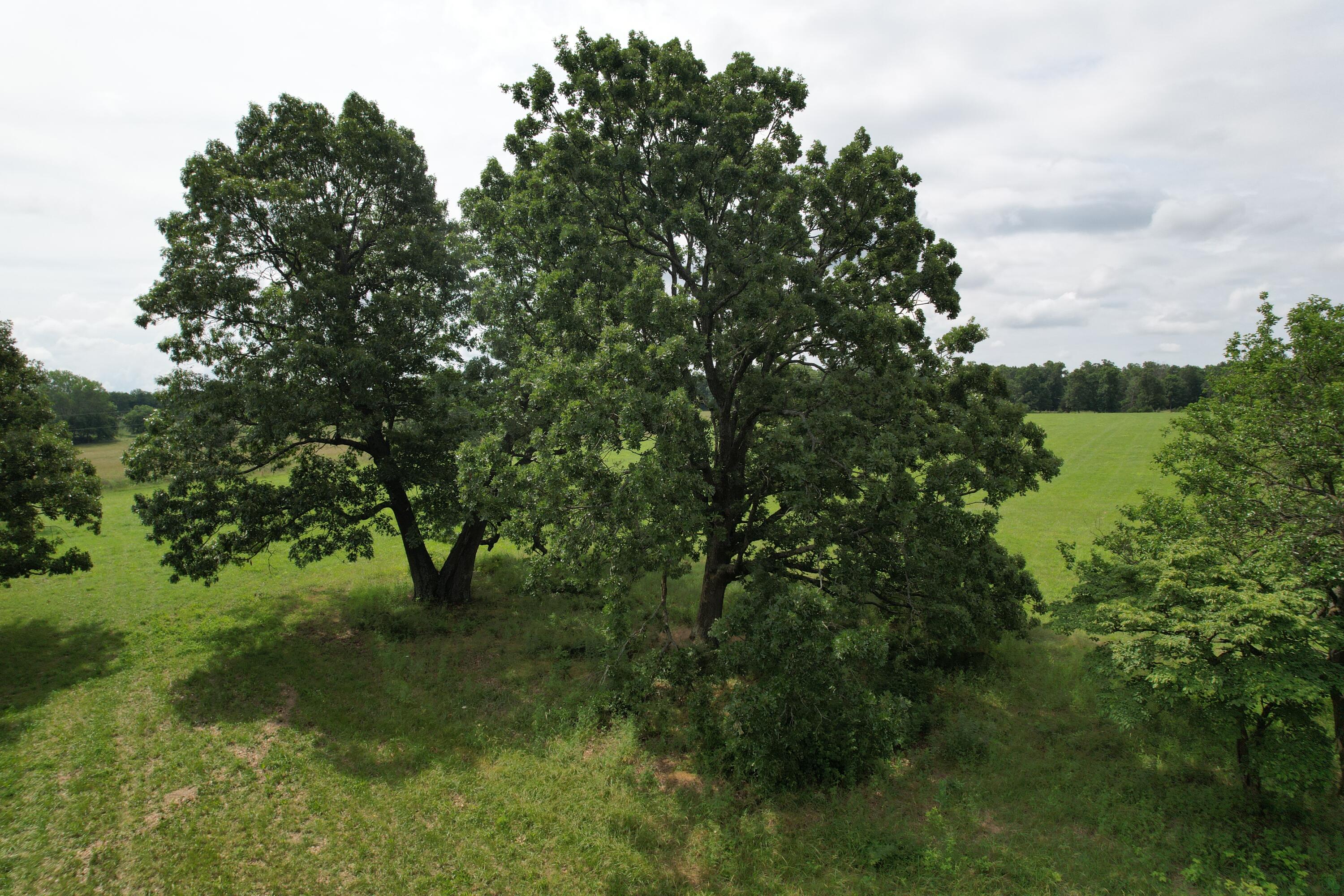 Photo 19 - Land for sale – Tract 1  0000 Private Road 1184   Aurora, MO