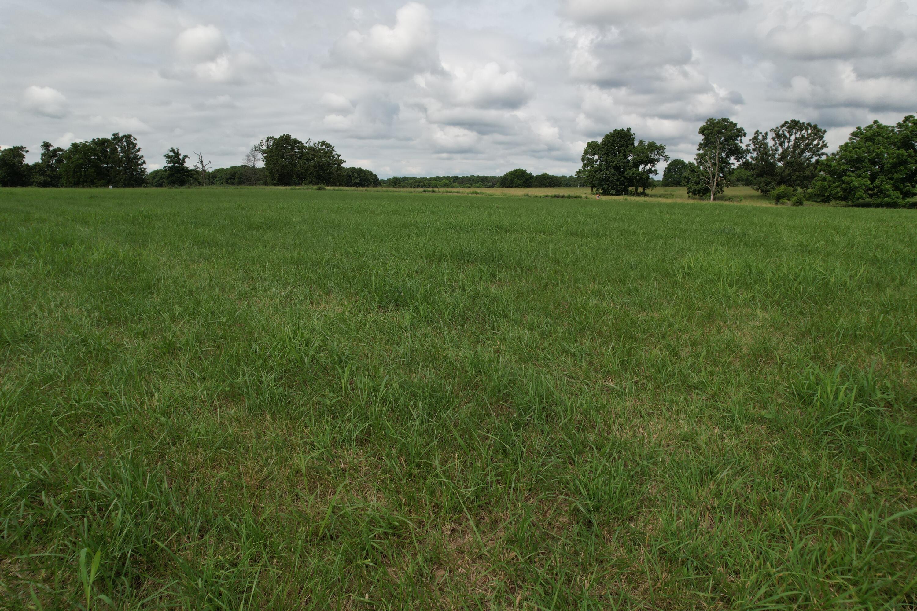 Photo 34 - Land for sale – Tract 1  0000 Private Road 1184   Aurora, MO