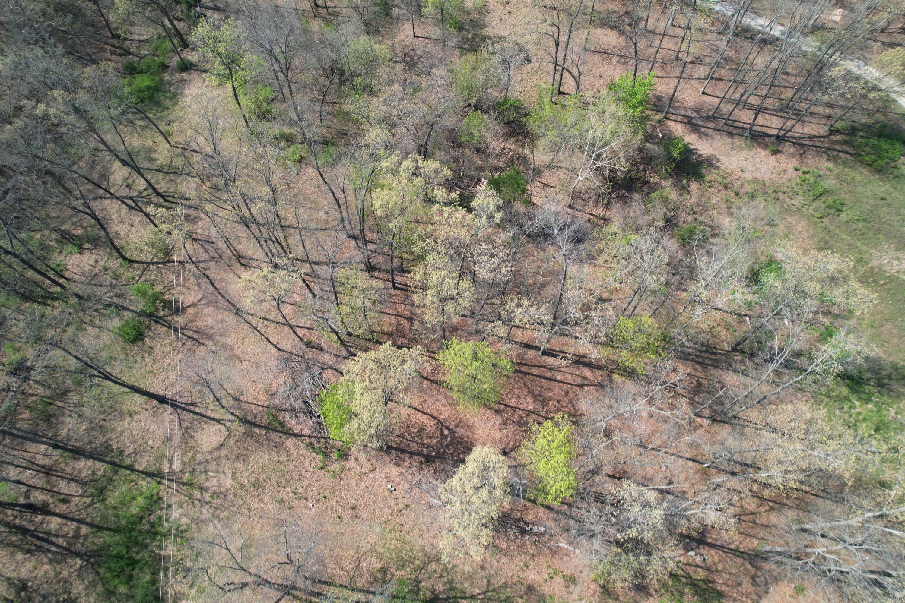 Photo 15 - Land for sale – Tract 4  0000 Private Road 1184   Aurora, MO