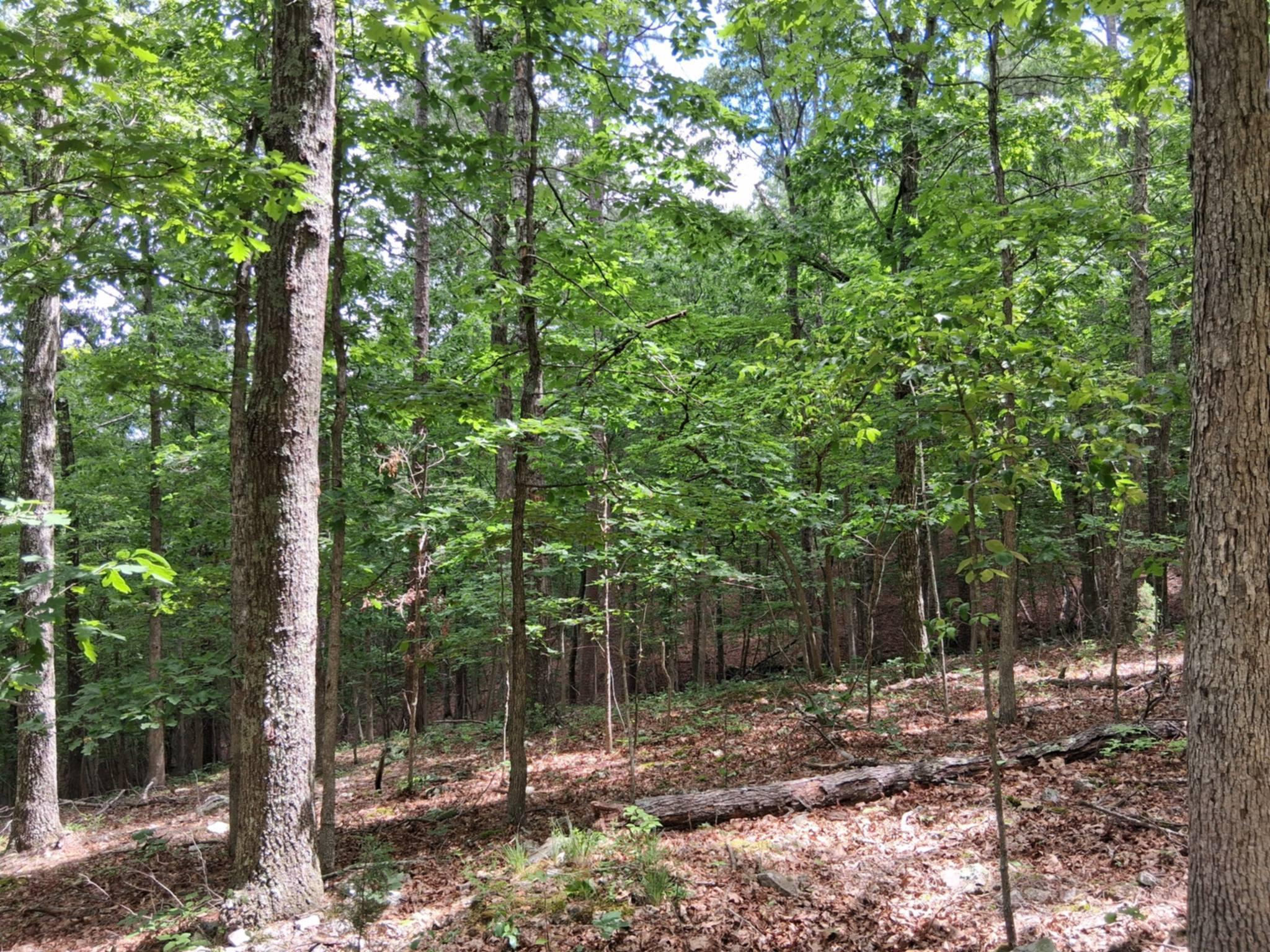 Photo 25 - Land for sale – Tbd  Golden Drive  Raymondville, MO