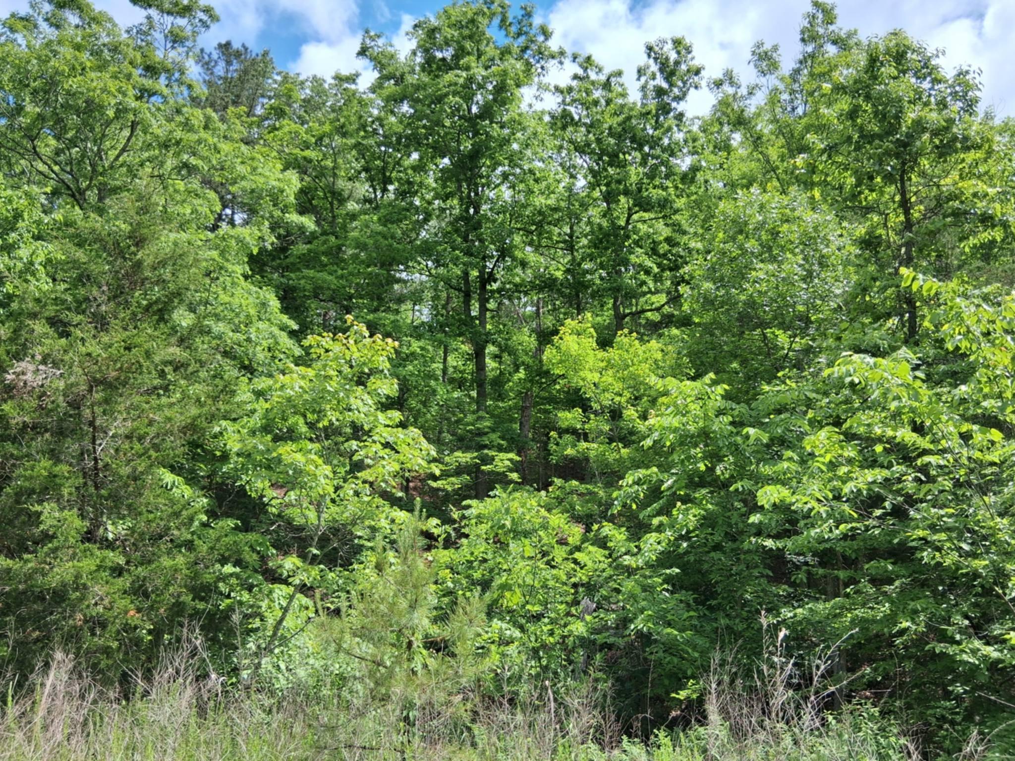 Photo 10 - Land for sale – Tbd  Golden Drive  Raymondville, MO