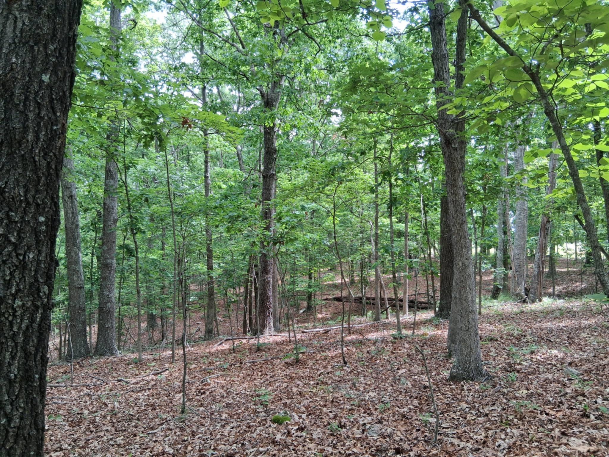 Photo 24 - Land for sale – Tbd  Golden Drive  Raymondville, MO