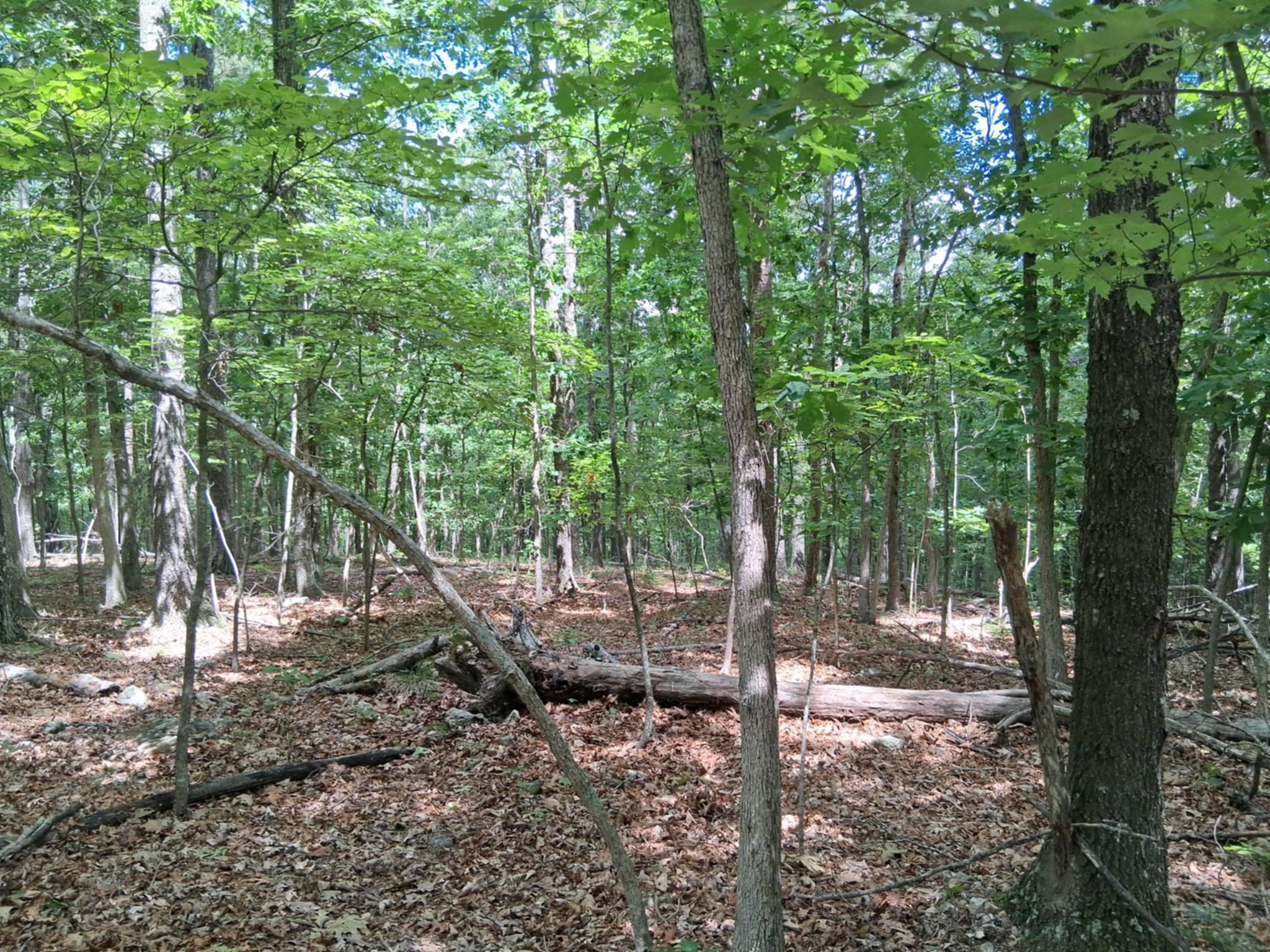 Photo 21 - Land for sale – Tbd  Golden Drive  Raymondville, MO