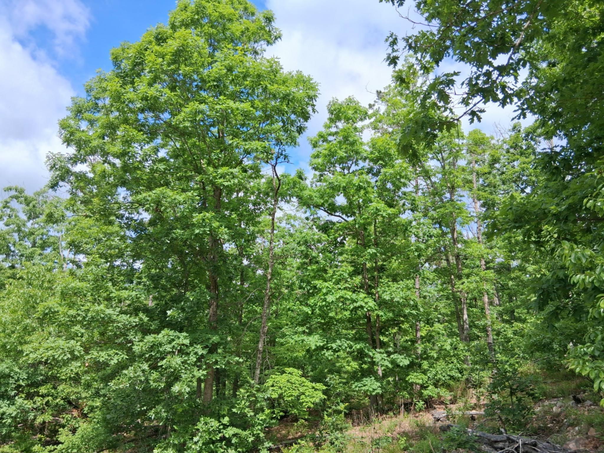 Photo 19 - Land for sale – Tbd  Golden Drive  Raymondville, MO