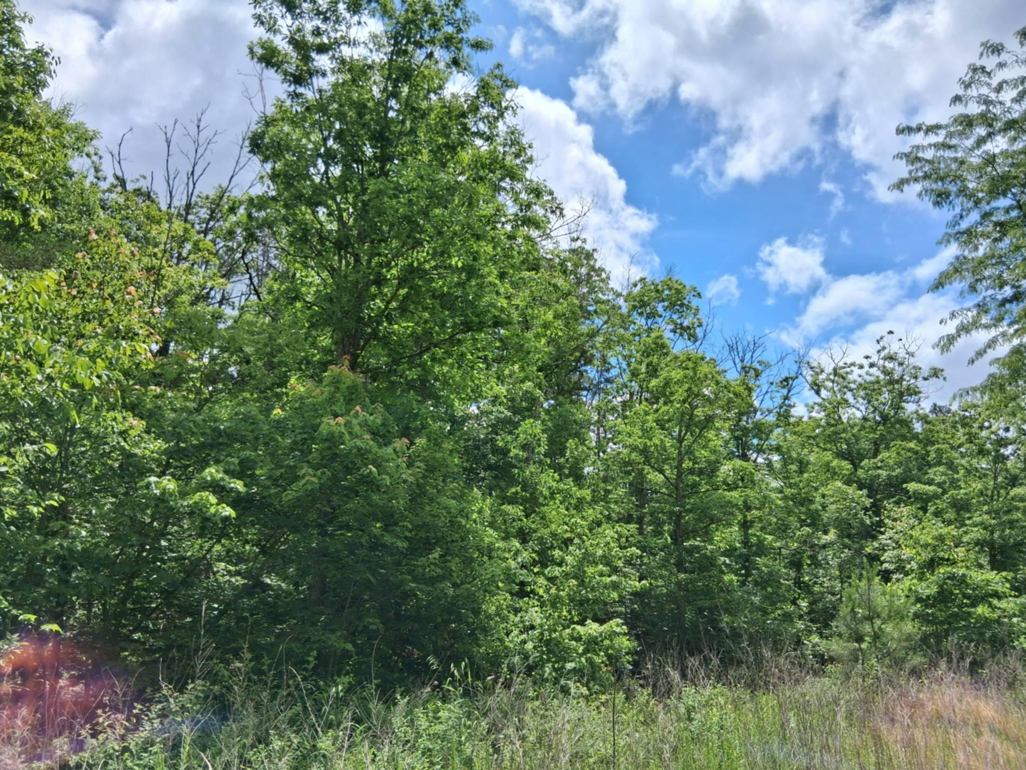 Photo 11 - Land for sale – Tbd  Golden Drive  Raymondville, MO