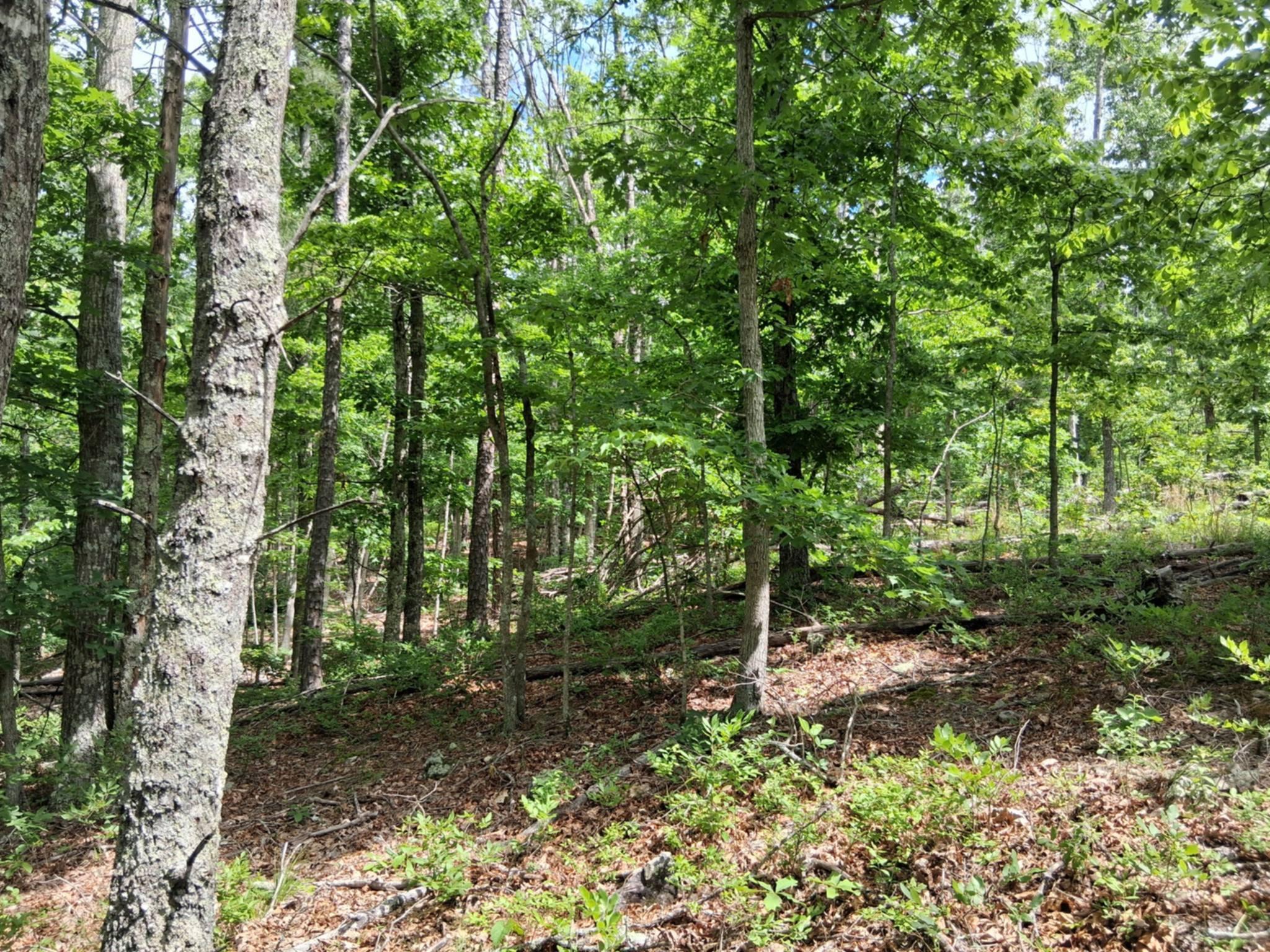 Photo 5 - Land for sale – Tbd  Golden Drive  Raymondville, MO