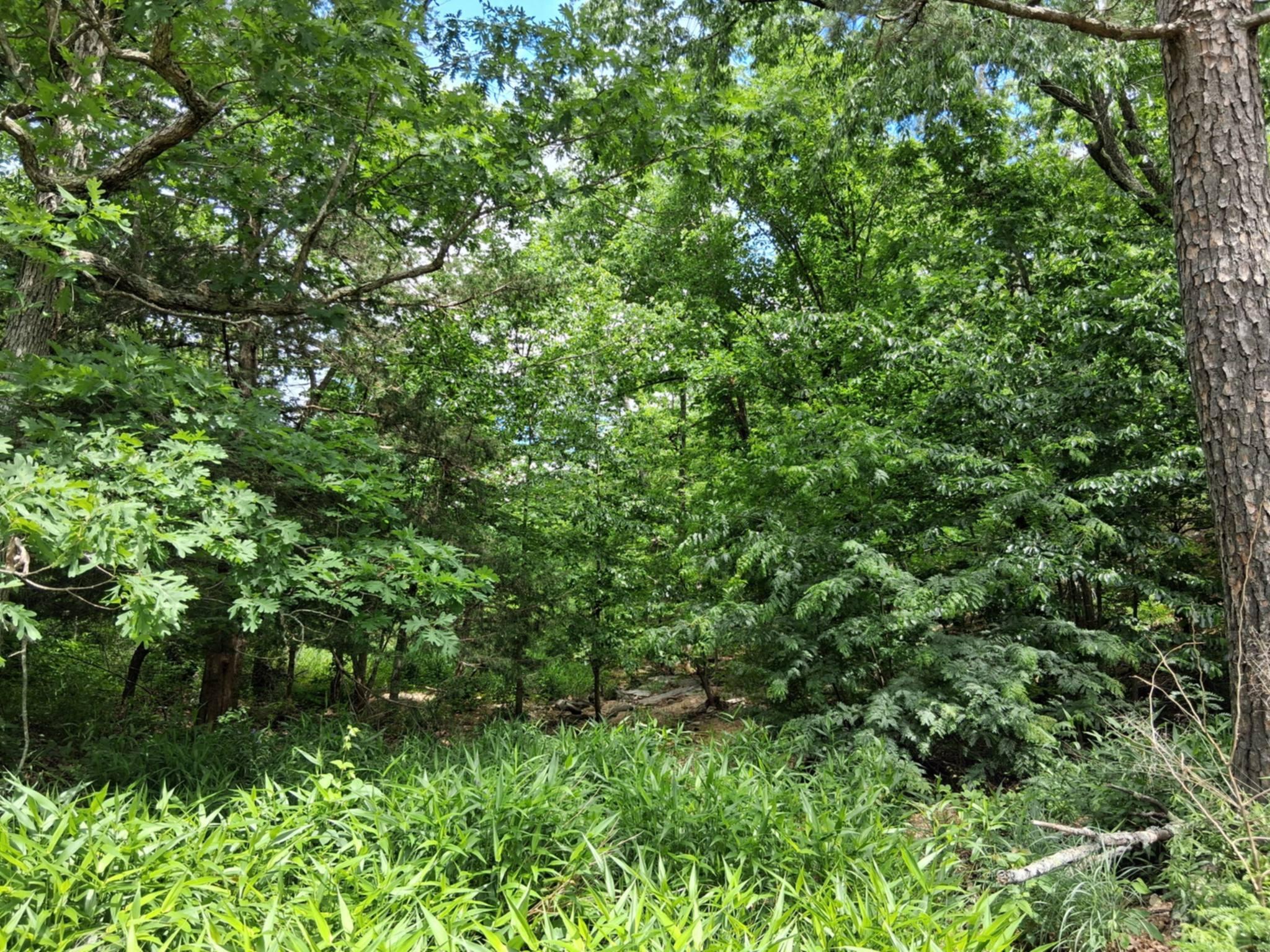 Photo 15 - Land for sale – Tbd  Golden Drive  Raymondville, MO