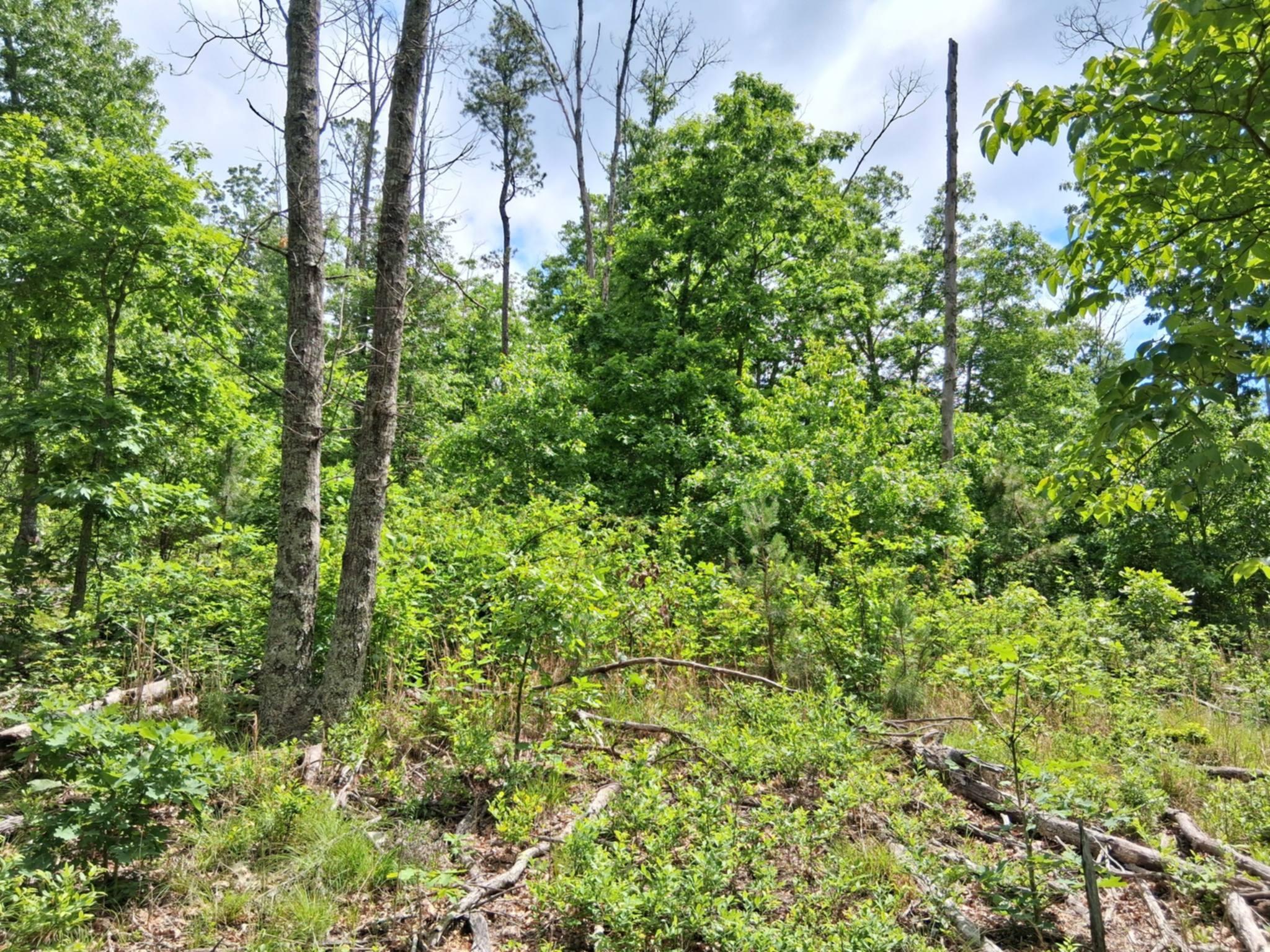 Photo 6 - Land for sale – Tbd  Golden Drive  Raymondville, MO