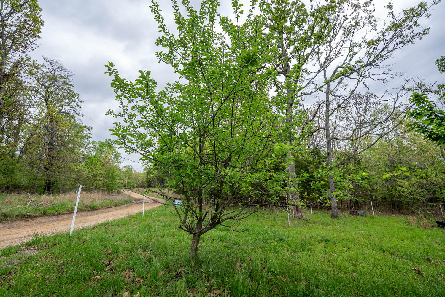 Photo 29 - Land for sale – 178  Round Robin Lane  Theodosia, AR