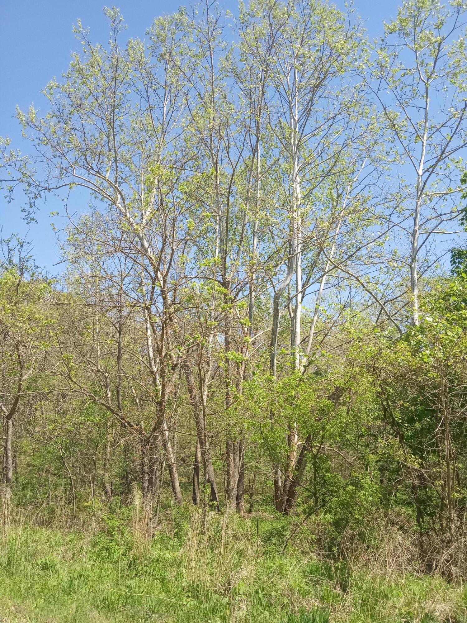 Photo 6 - Land for sale – 000  Timber Circle  Tunas, MO