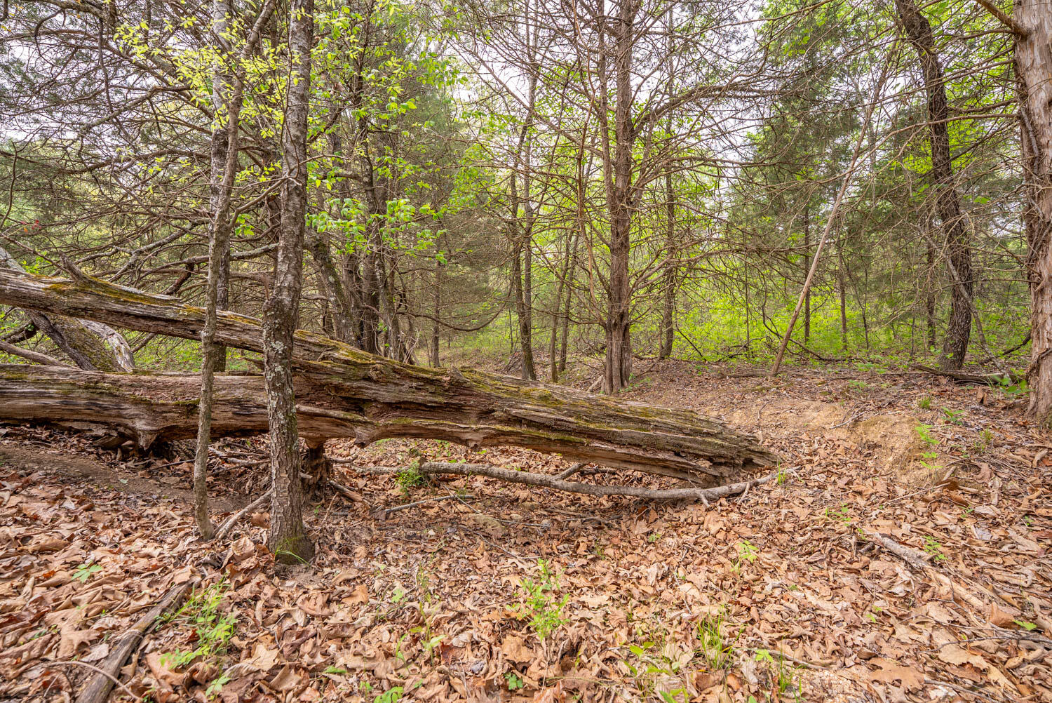 Photo 31 - Land for sale – 493  County Road 151   Alton, MO