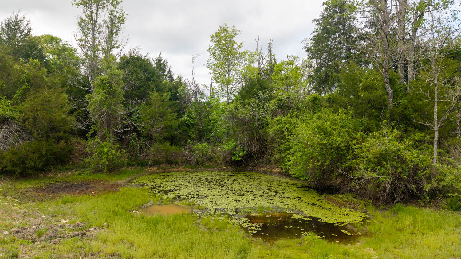 Photo 17 - Land for sale – 493  County Road 151   Alton, MO