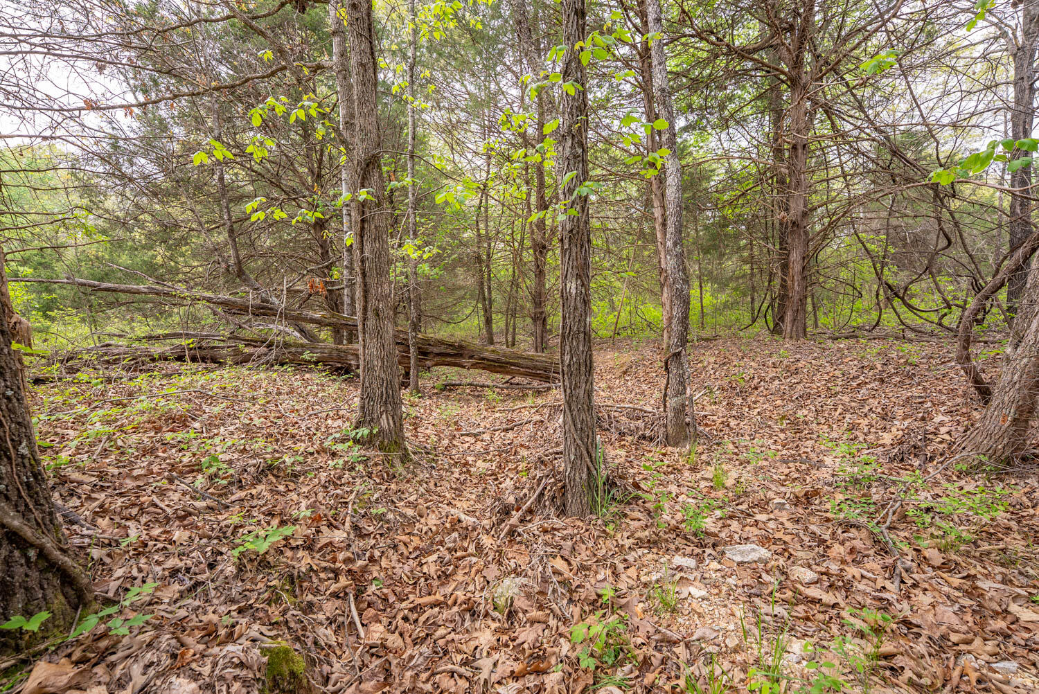 Photo 30 - Land for sale – 493  County Road 151   Alton, MO