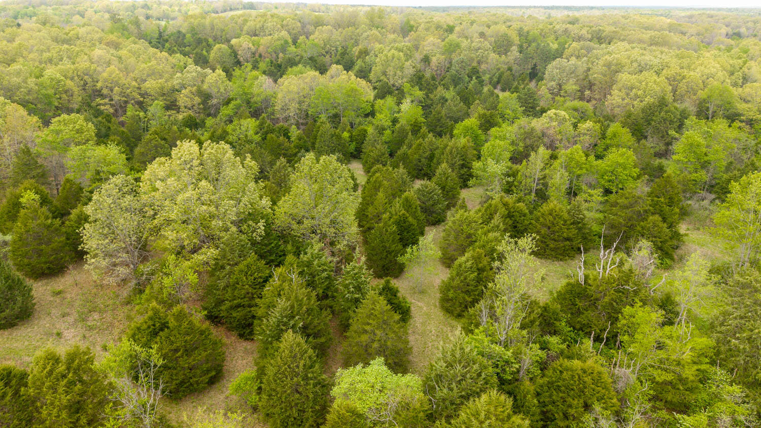 Photo 19 - Land for sale – 493  County Road 151   Alton, MO