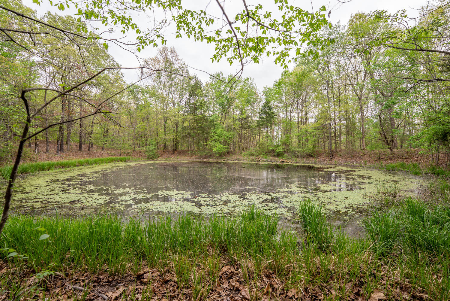 Photo 32 - Land for sale – 493  County Road 151   Alton, MO