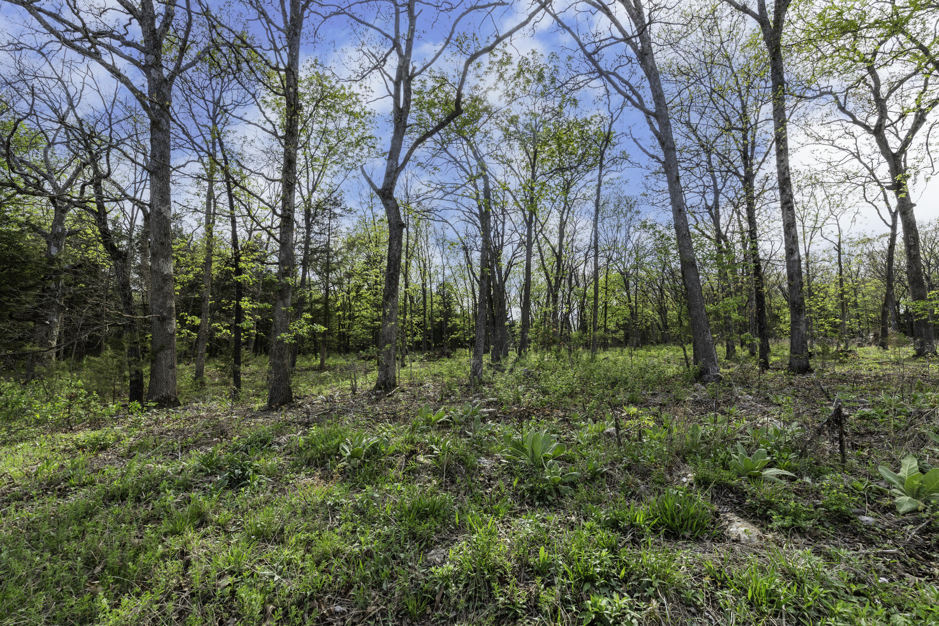 Photo 7 - Land for sale – 000  County Road 238   Wheatland, MO
