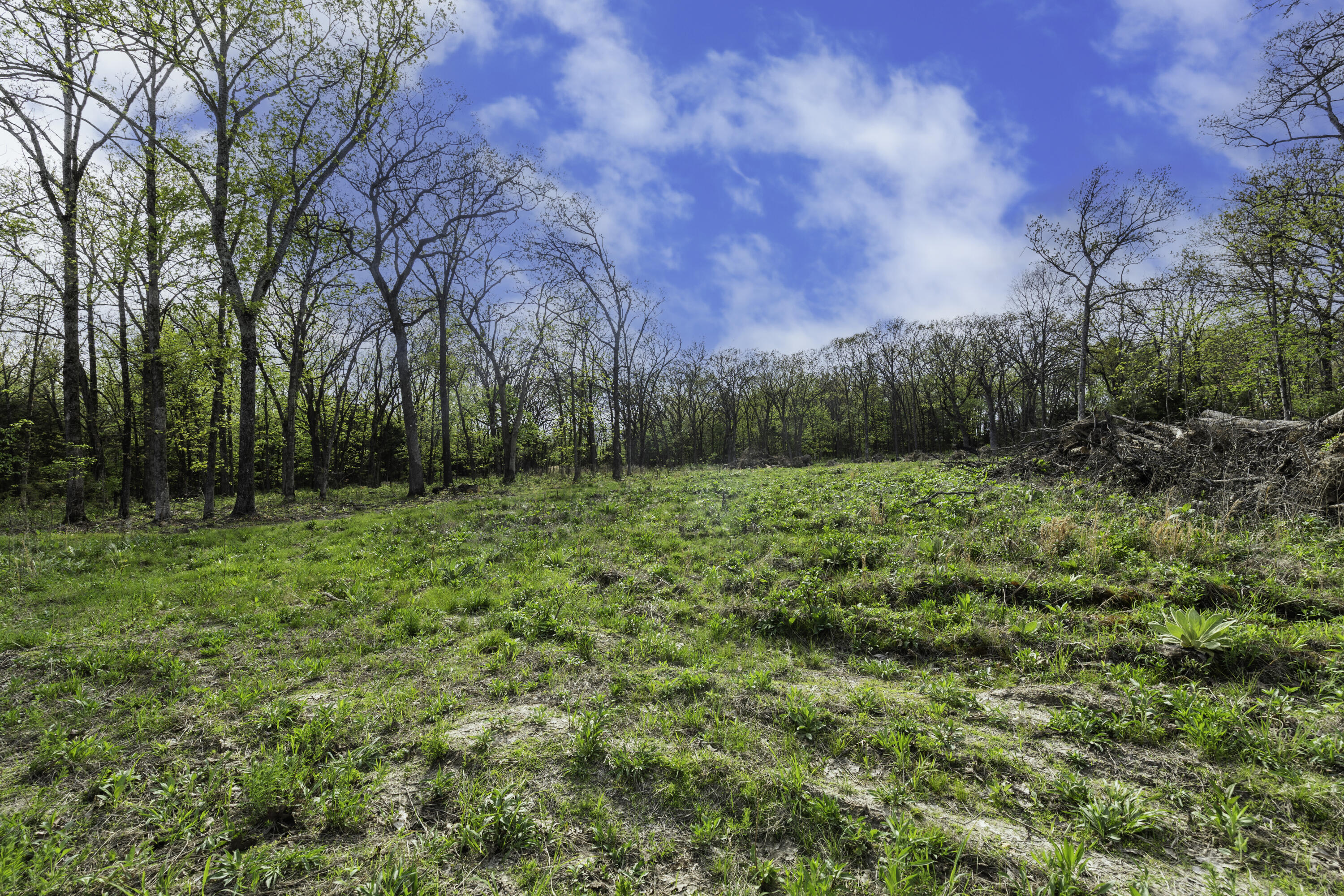 Photo 2 - Land for sale – 000  County Road 238   Wheatland, MO
