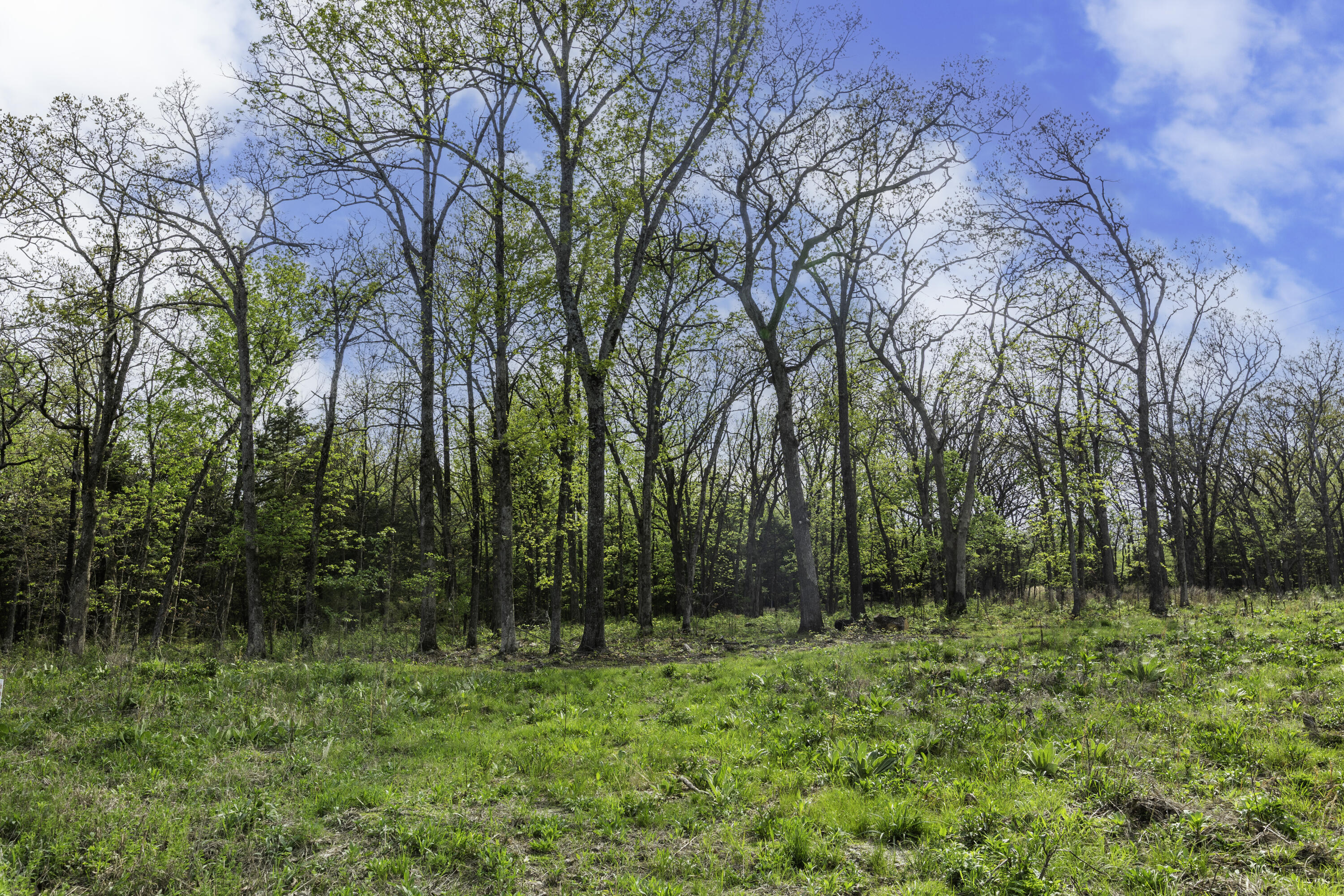Photo 6 - Land for sale – 000  County Road 238   Wheatland, MO