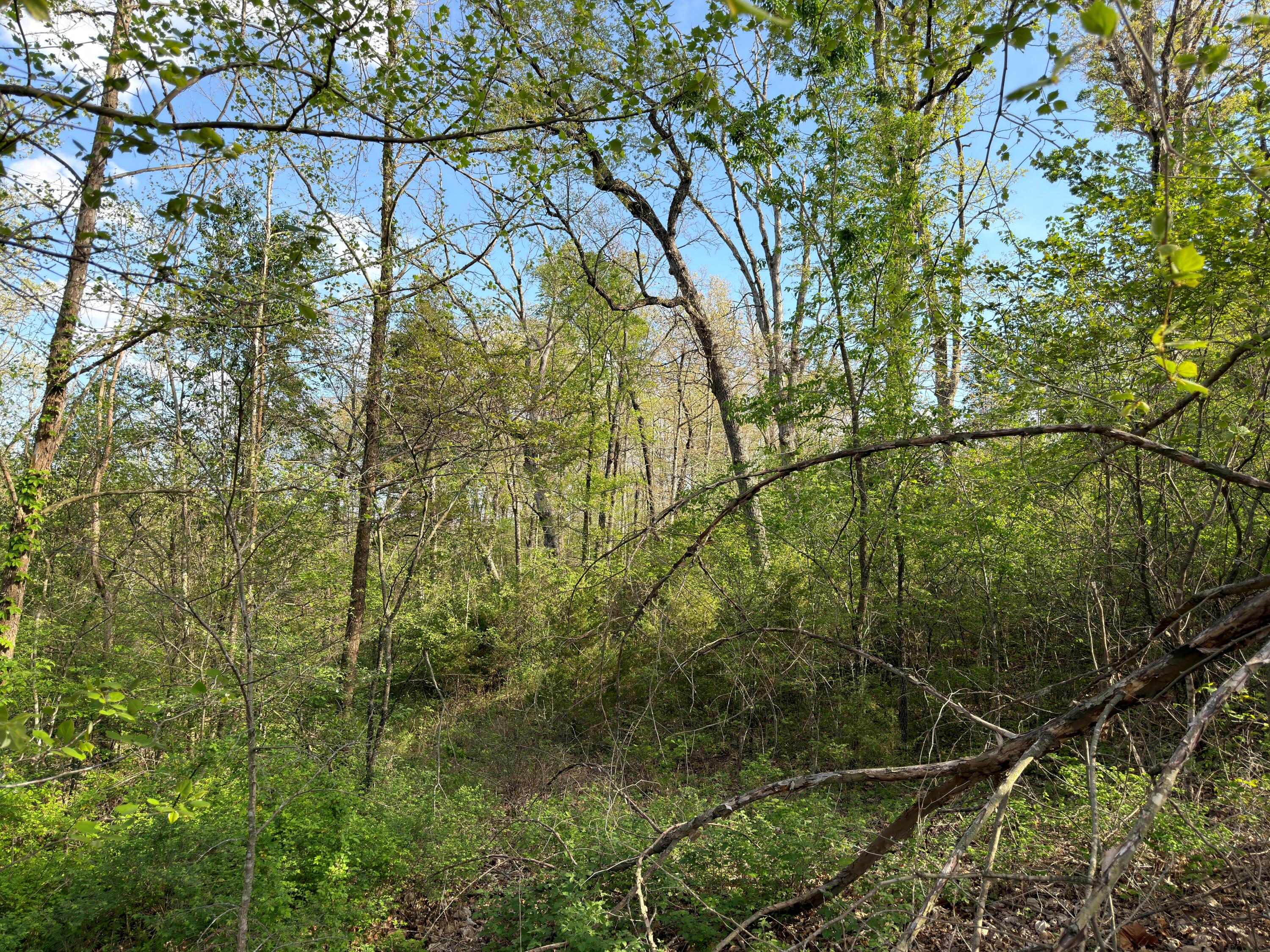 Photo 9 - Land for sale – 000  Pinehurst   Branson, MO