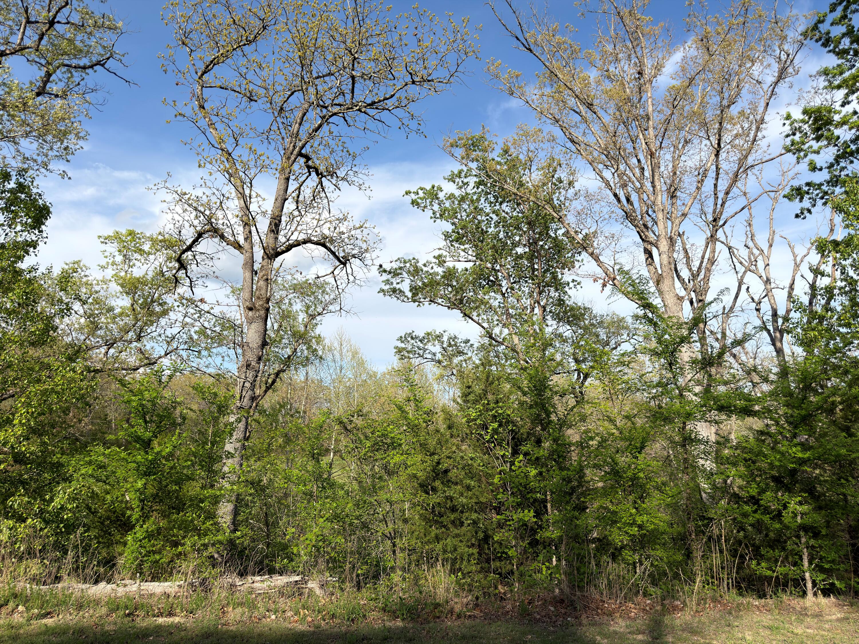 Photo 7 - Land for sale – 000  Pinehurst   Branson, MO