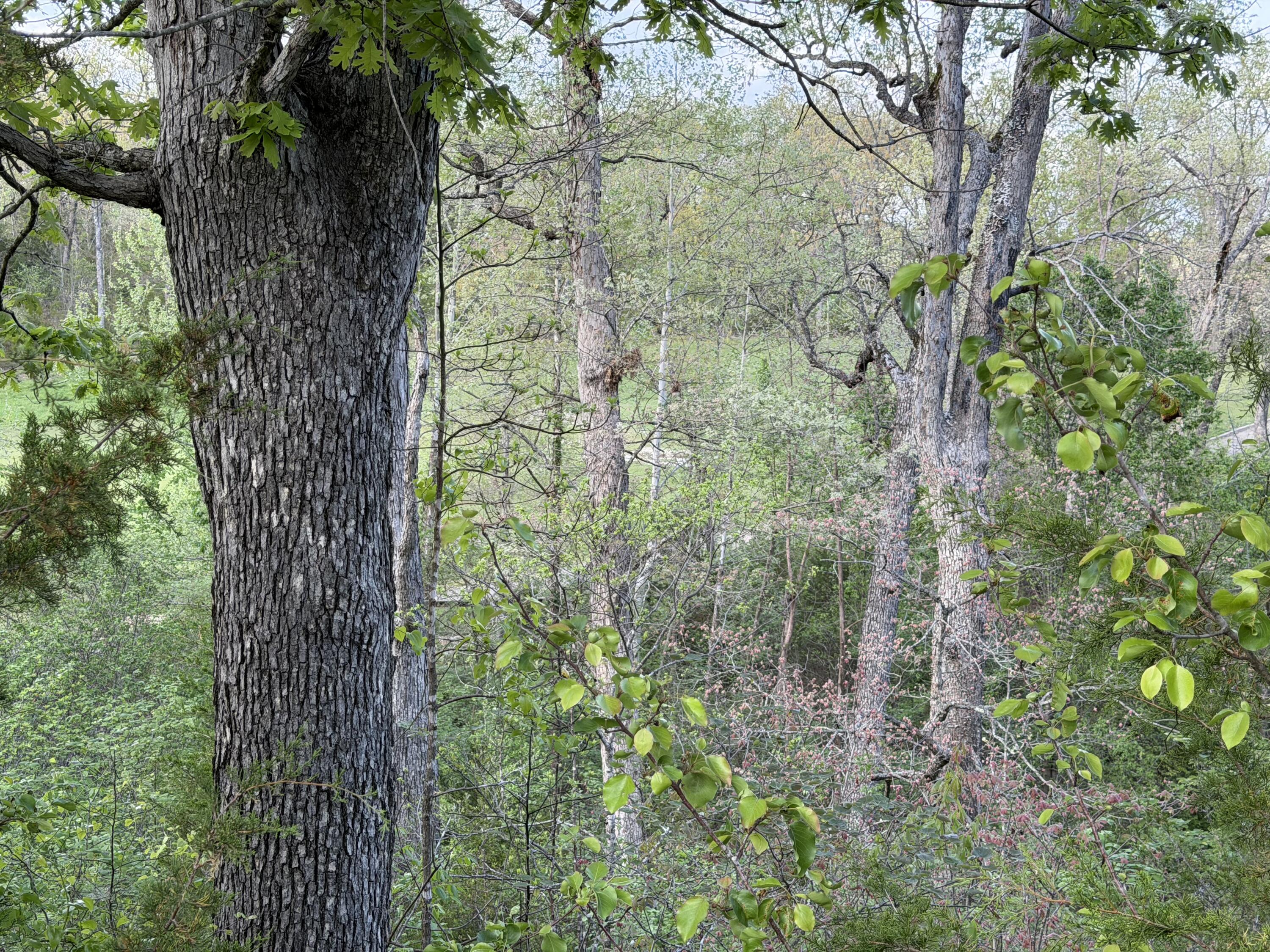 Photo 14 - Land for sale – 000  Pinehurst   Branson, MO