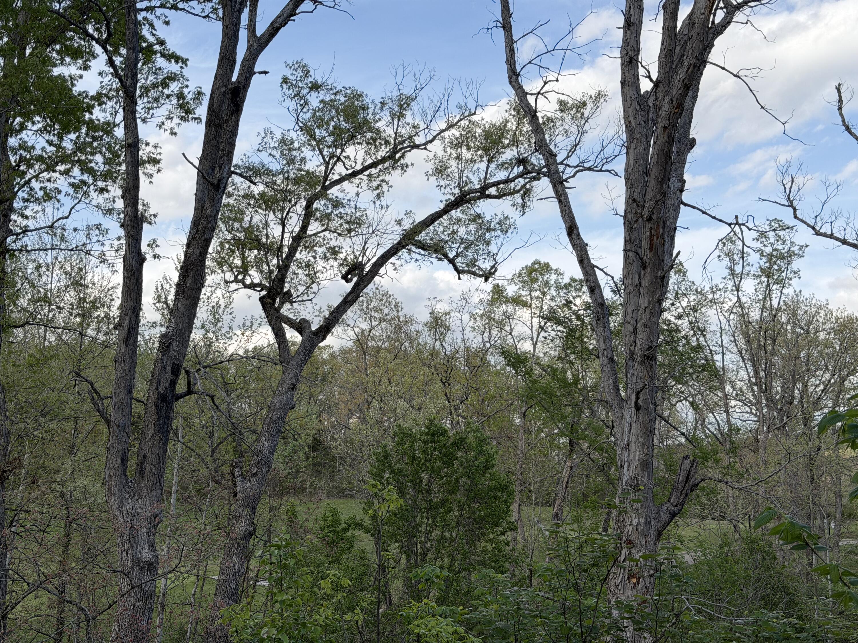 Photo 13 - Land for sale – 000  Pinehurst   Branson, MO