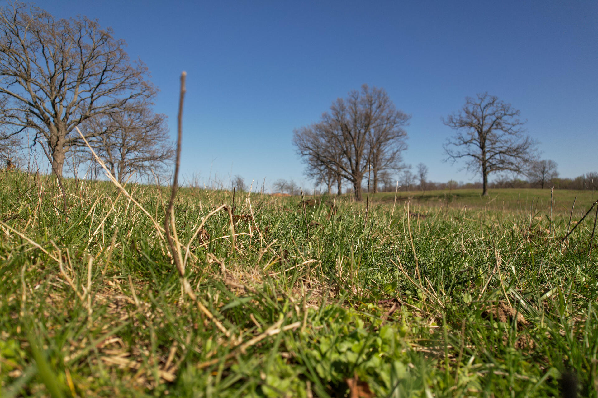 Photo 24 - Land for sale – 00  Palm Road  Neosho, MO