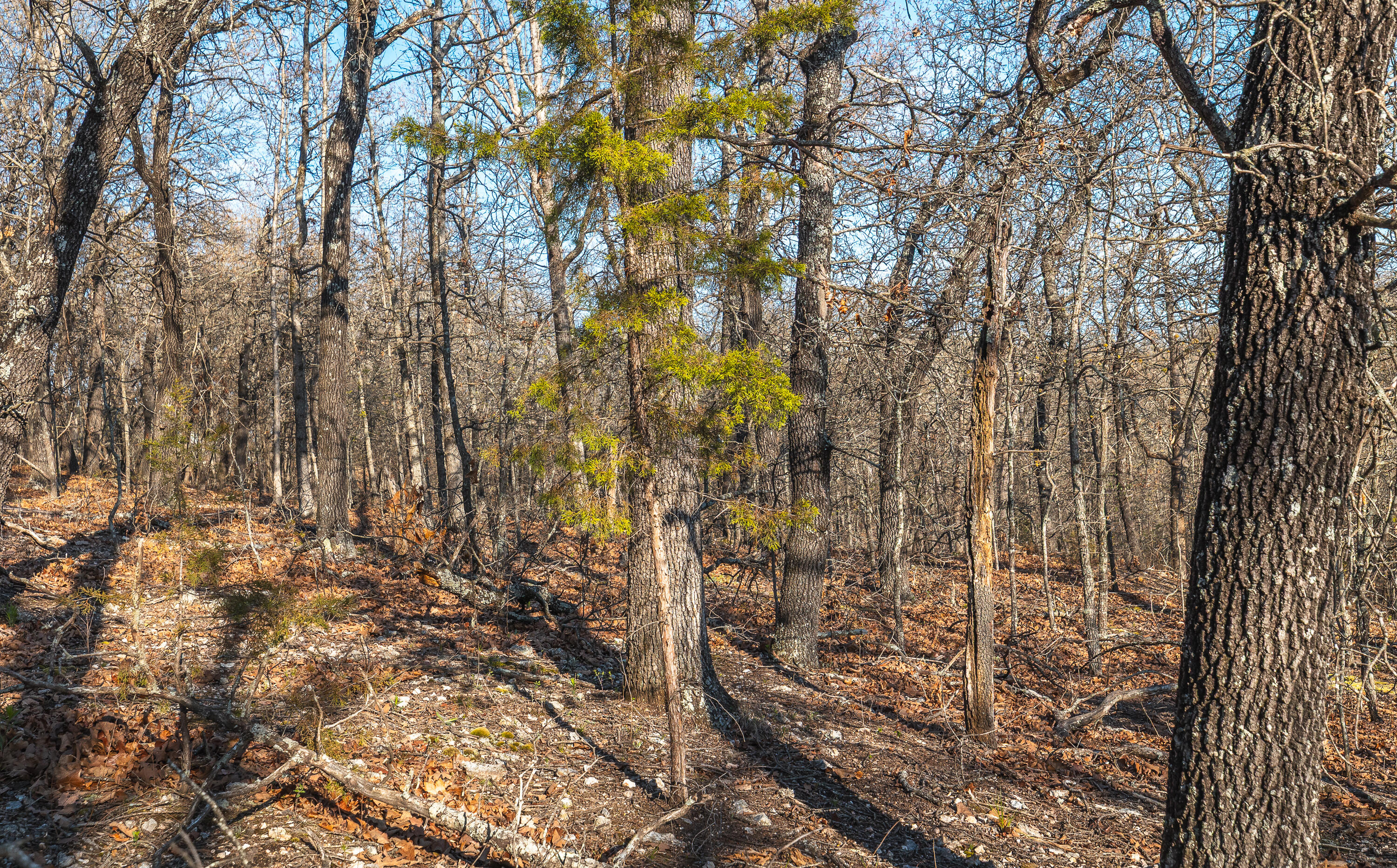 Photo 26 - Land for sale – 83  Minx Valley Drive  Roach, MO